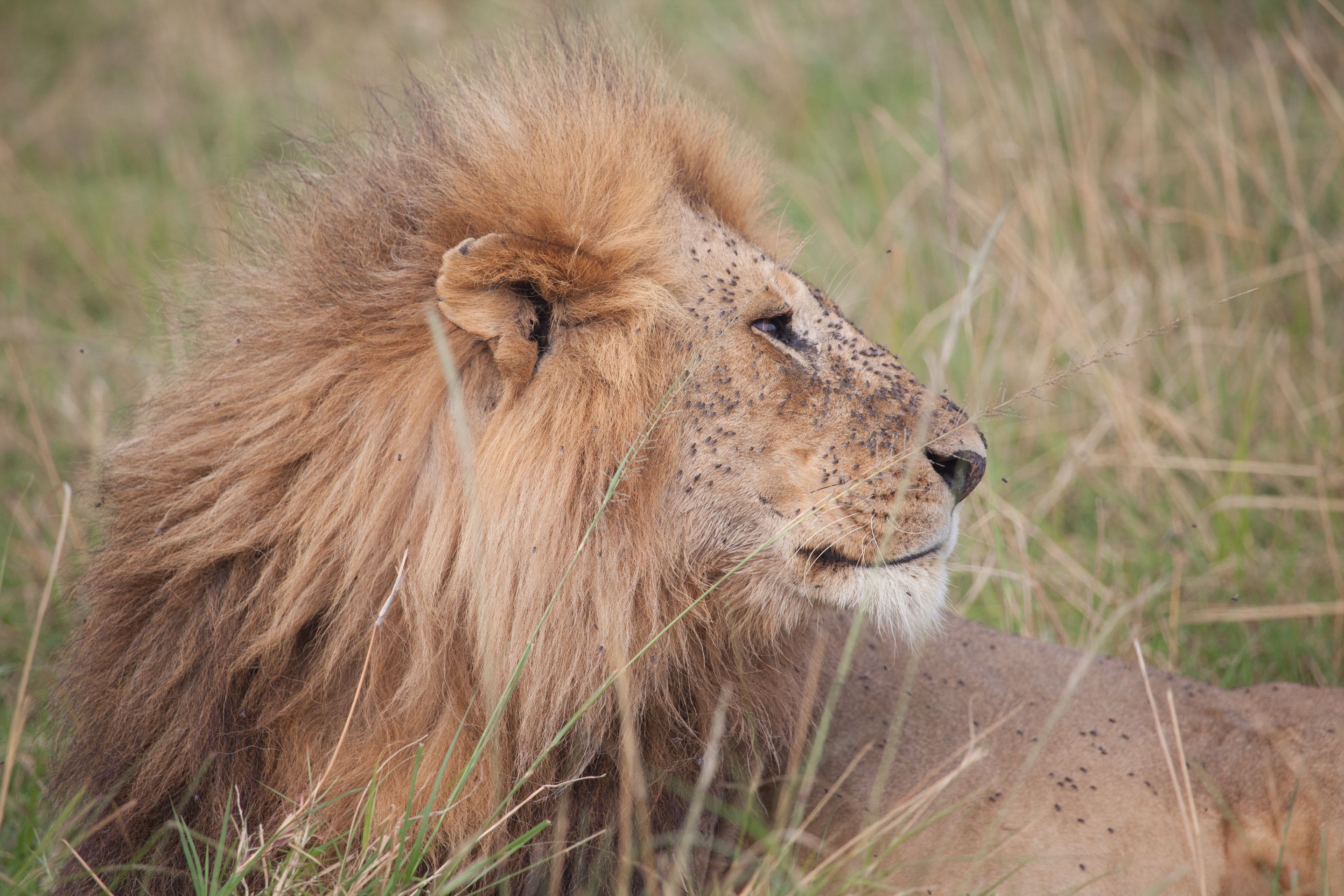 Day 4 Mara (45 of 87).jpg