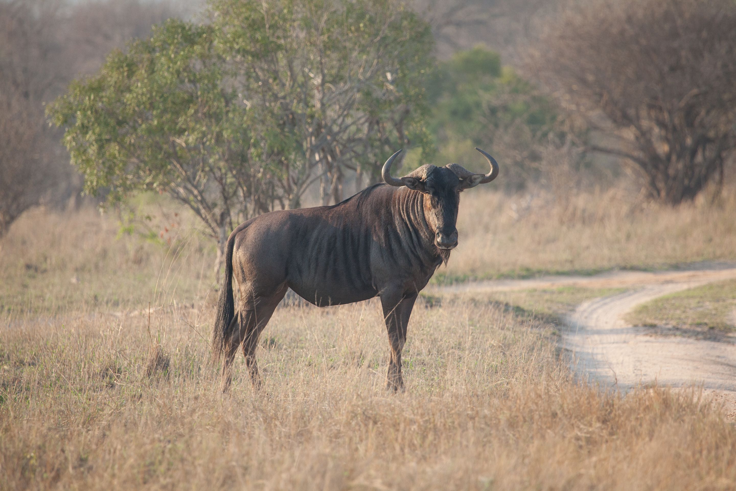 Day 16 SabiSands (22 of 28).jpg