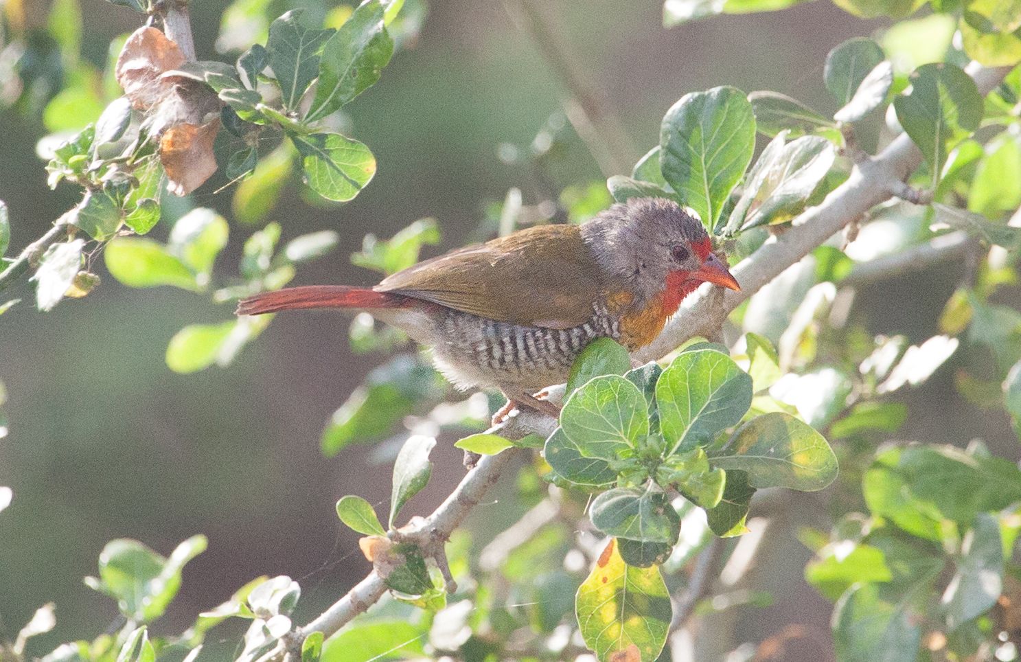 Day 10 Gorillas (5 of 61).jpg