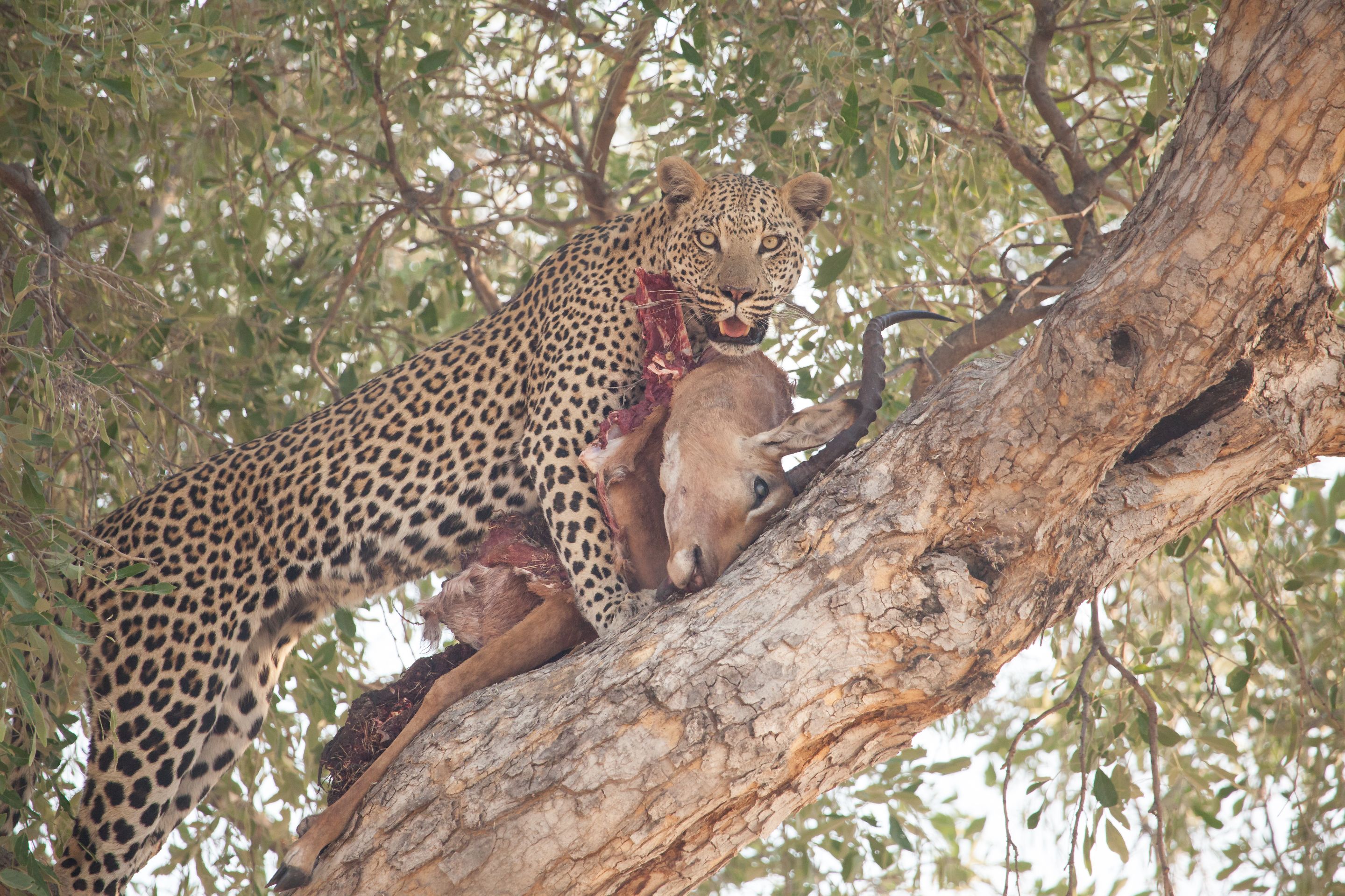 Day 18 Okavango Sandibe (12 of 69).jpg