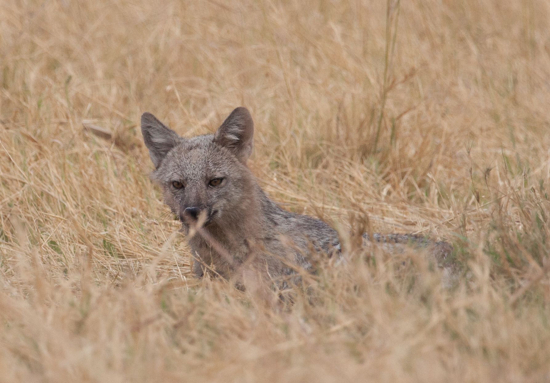 Day 17 Okavango Sandibe (82 of 85).jpg