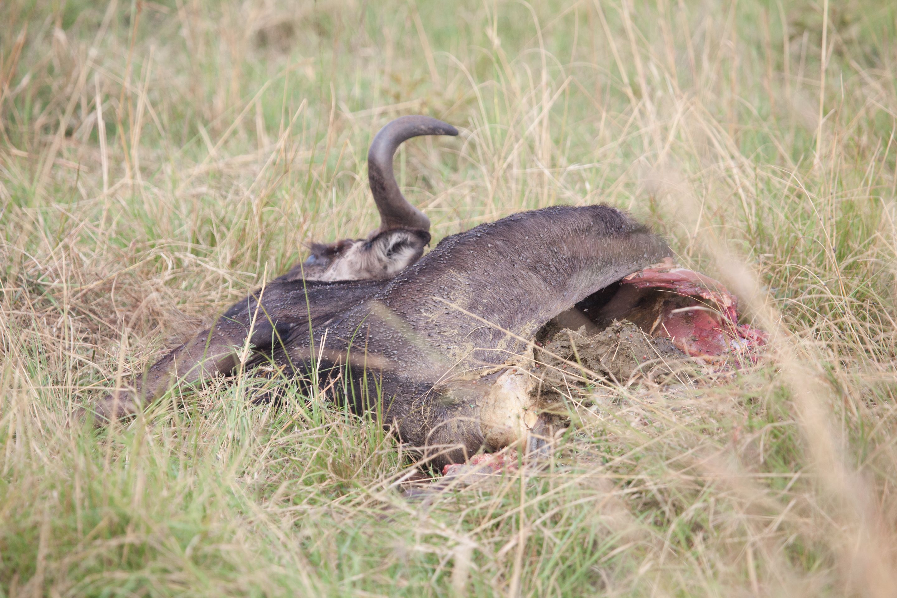 Day 4 Mara (42 of 87).jpg