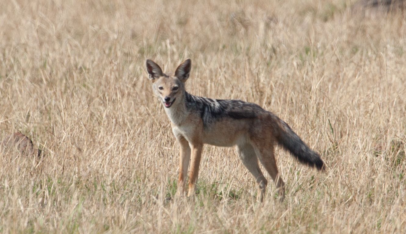 Day 4 Mara (55 of 87).jpg