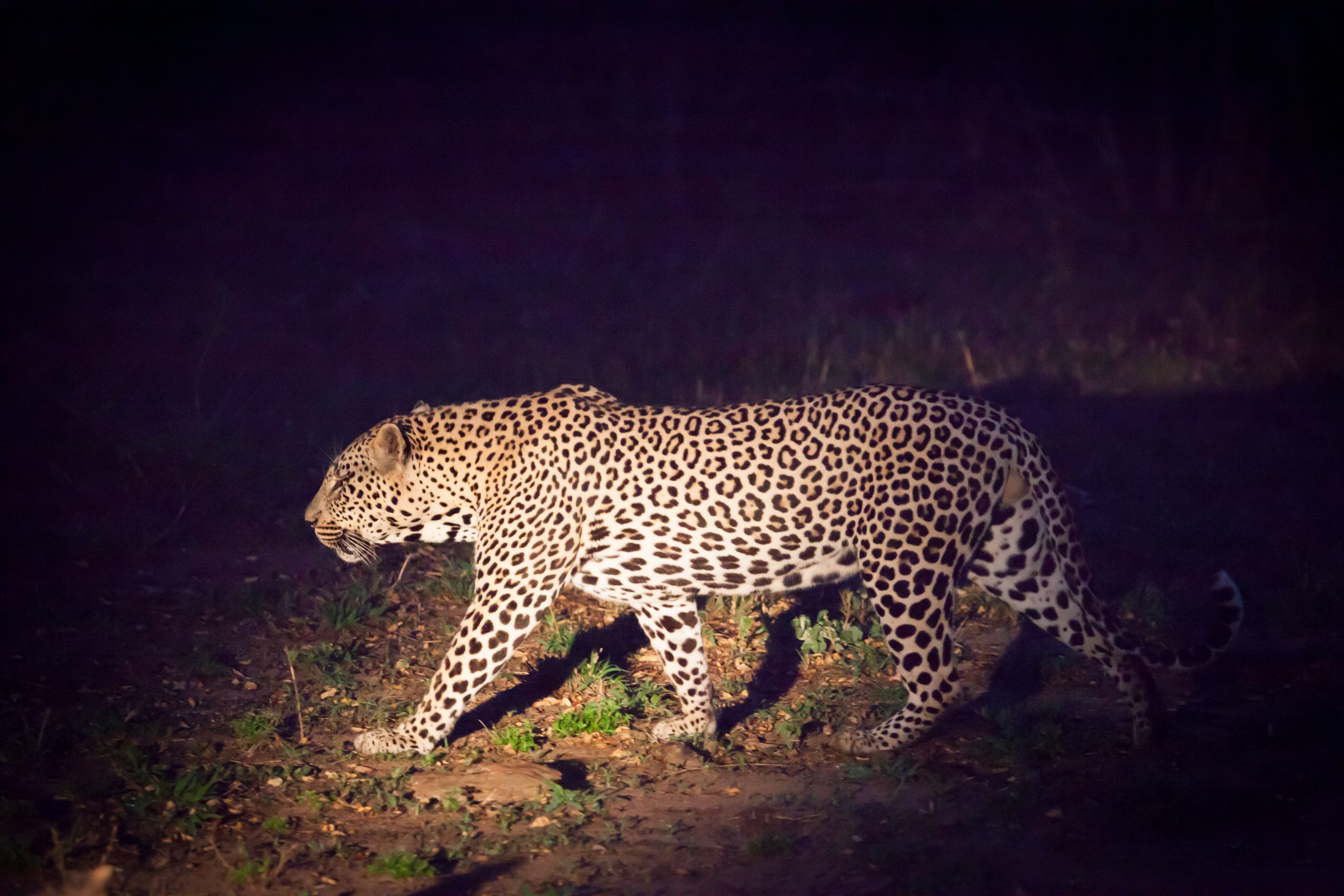 Day 12 SabiSands (39 of 43).jpg