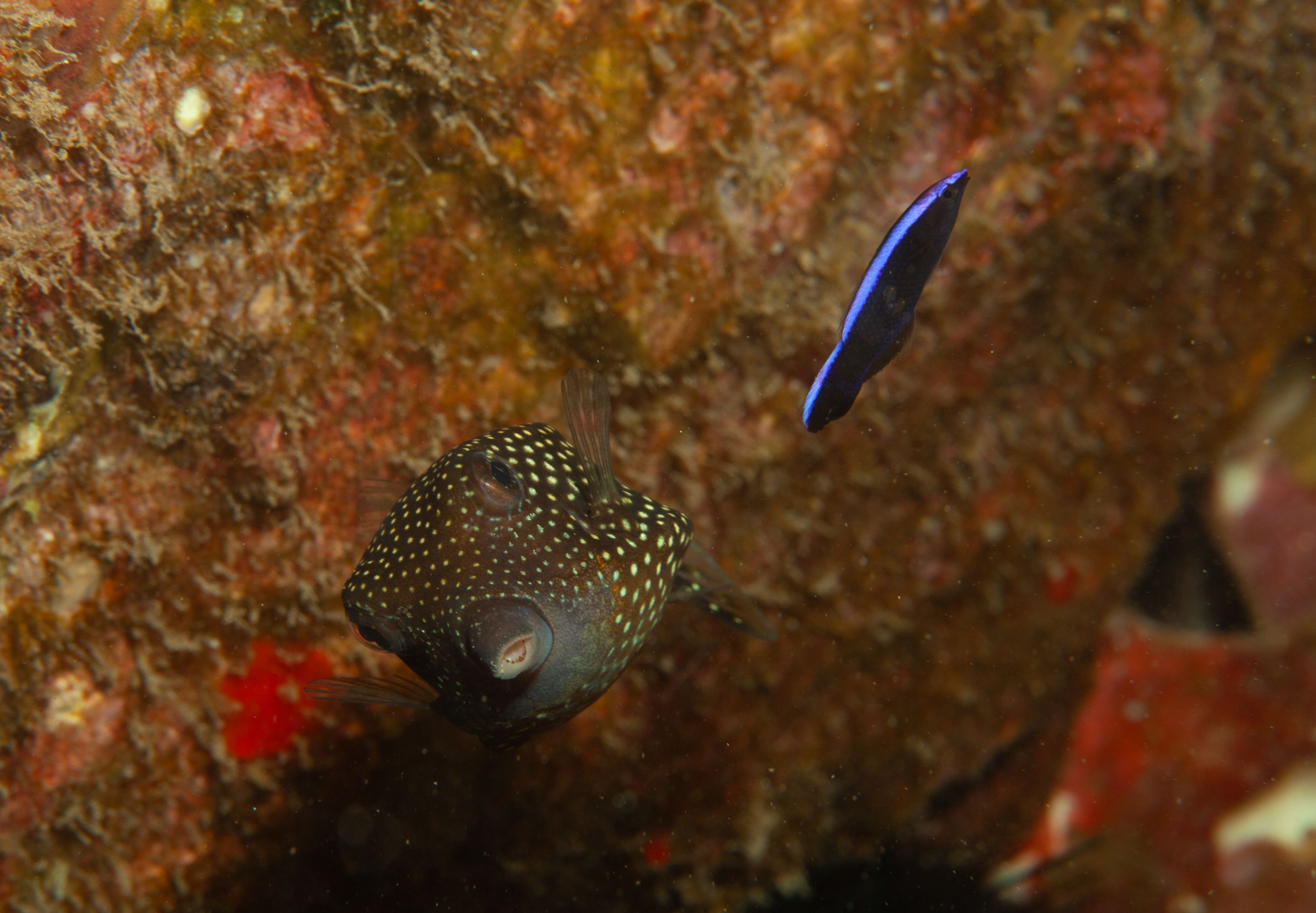 TurtleTown Solo Dive (9 of 36).jpg