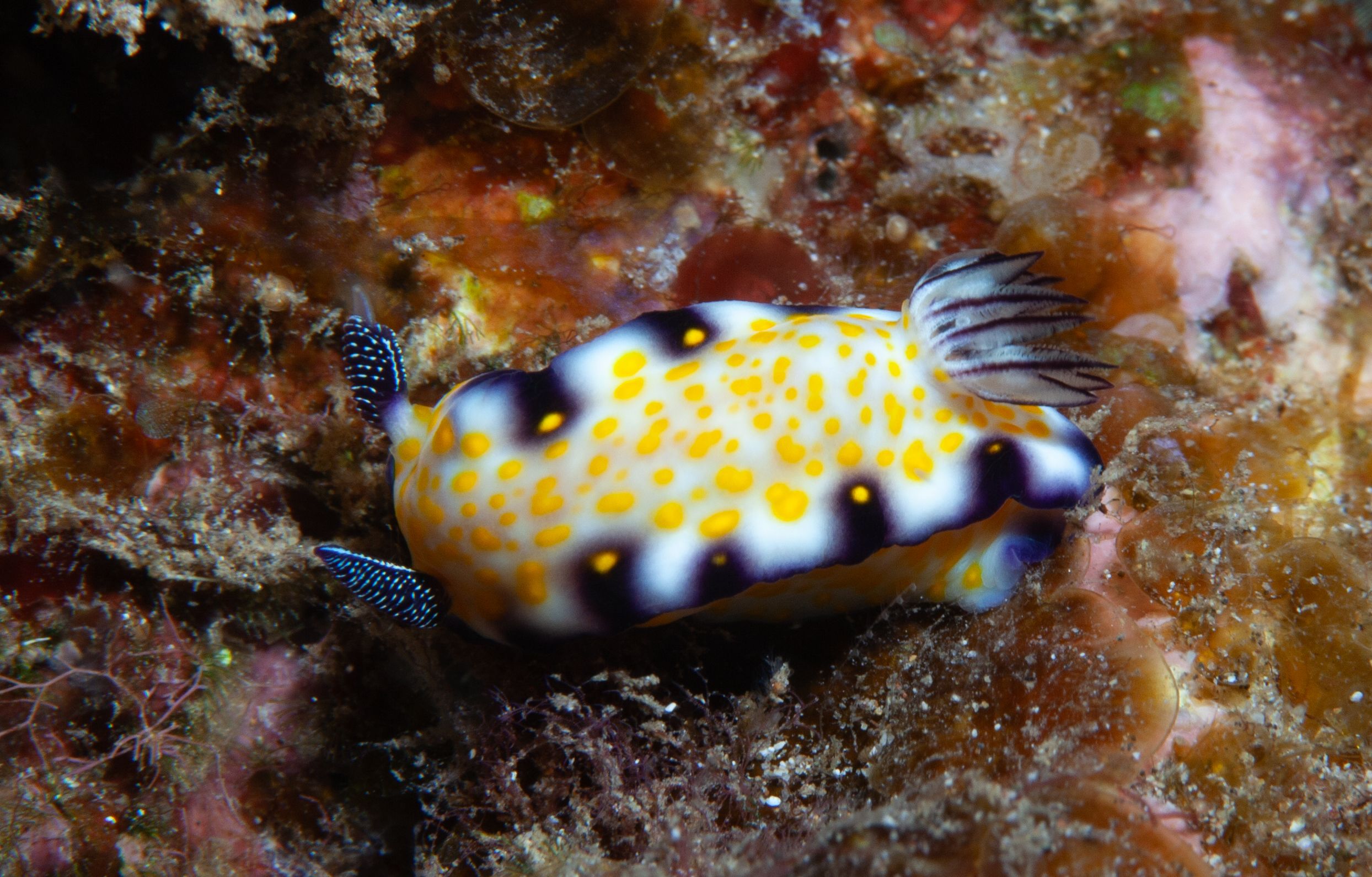 TurtleTown Solo Dive (12 of 36).jpg