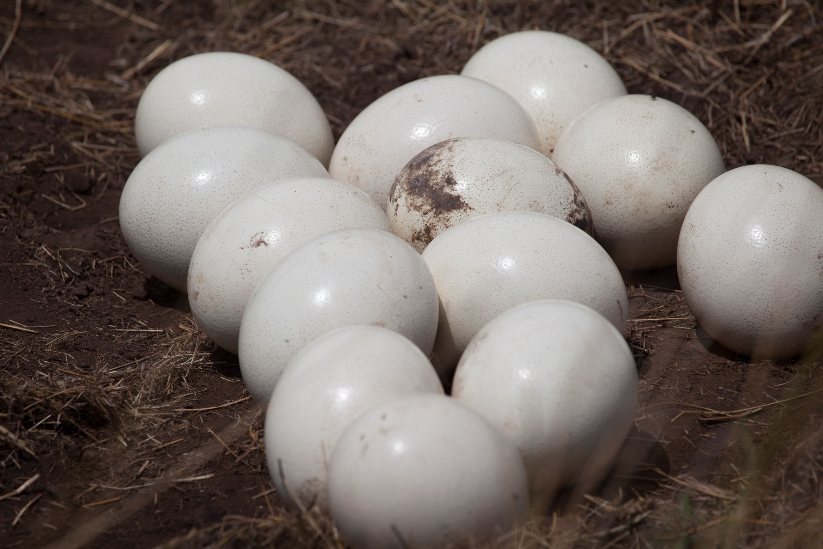 Day 4.5 Mara (10 of 63).jpg