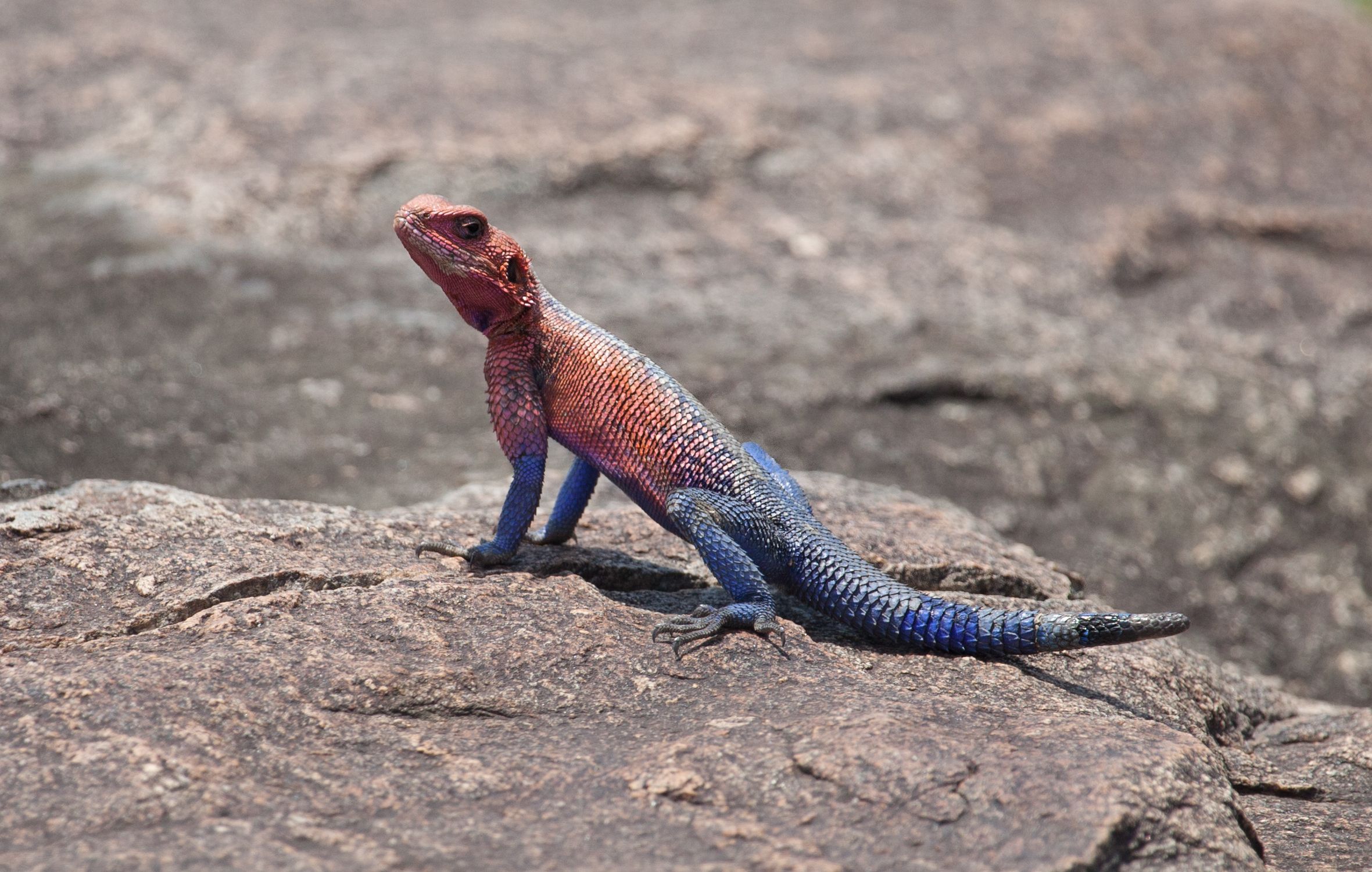 Day 6 Serengeti (59 of 62).jpg