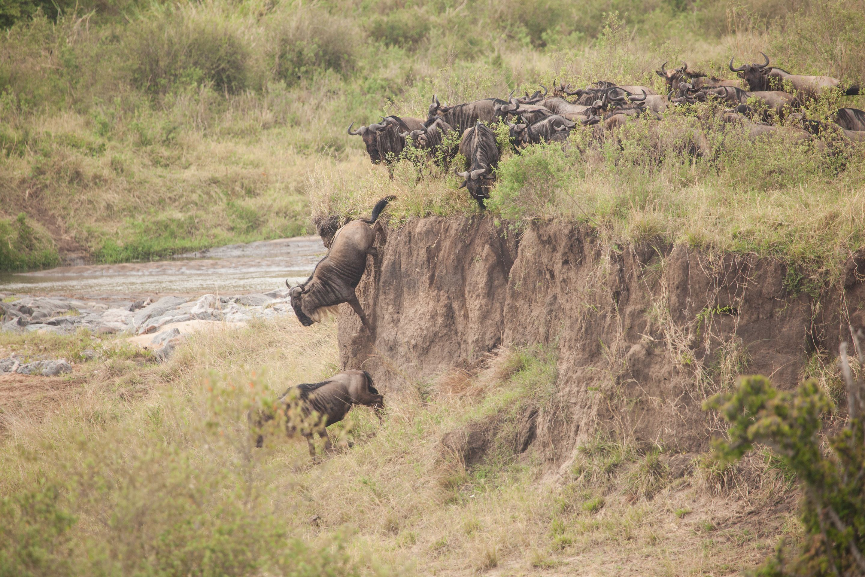 Day 6 Serengeti (33 of 62).jpg