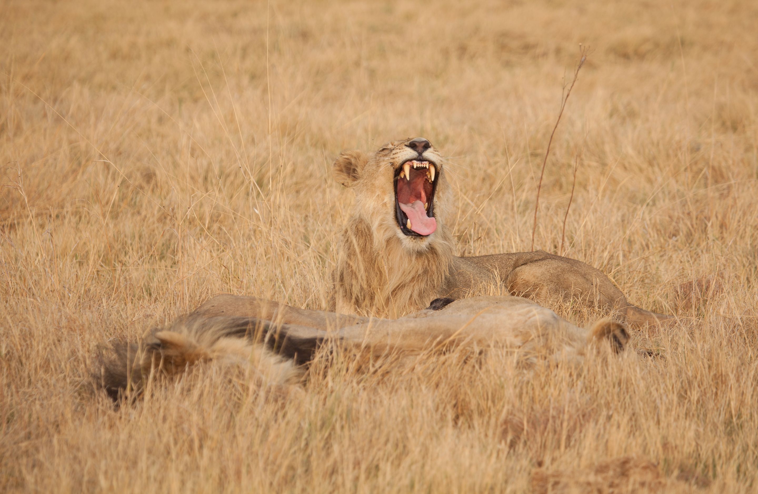 Day 18 Okavango Sandibe (64 of 69).jpg