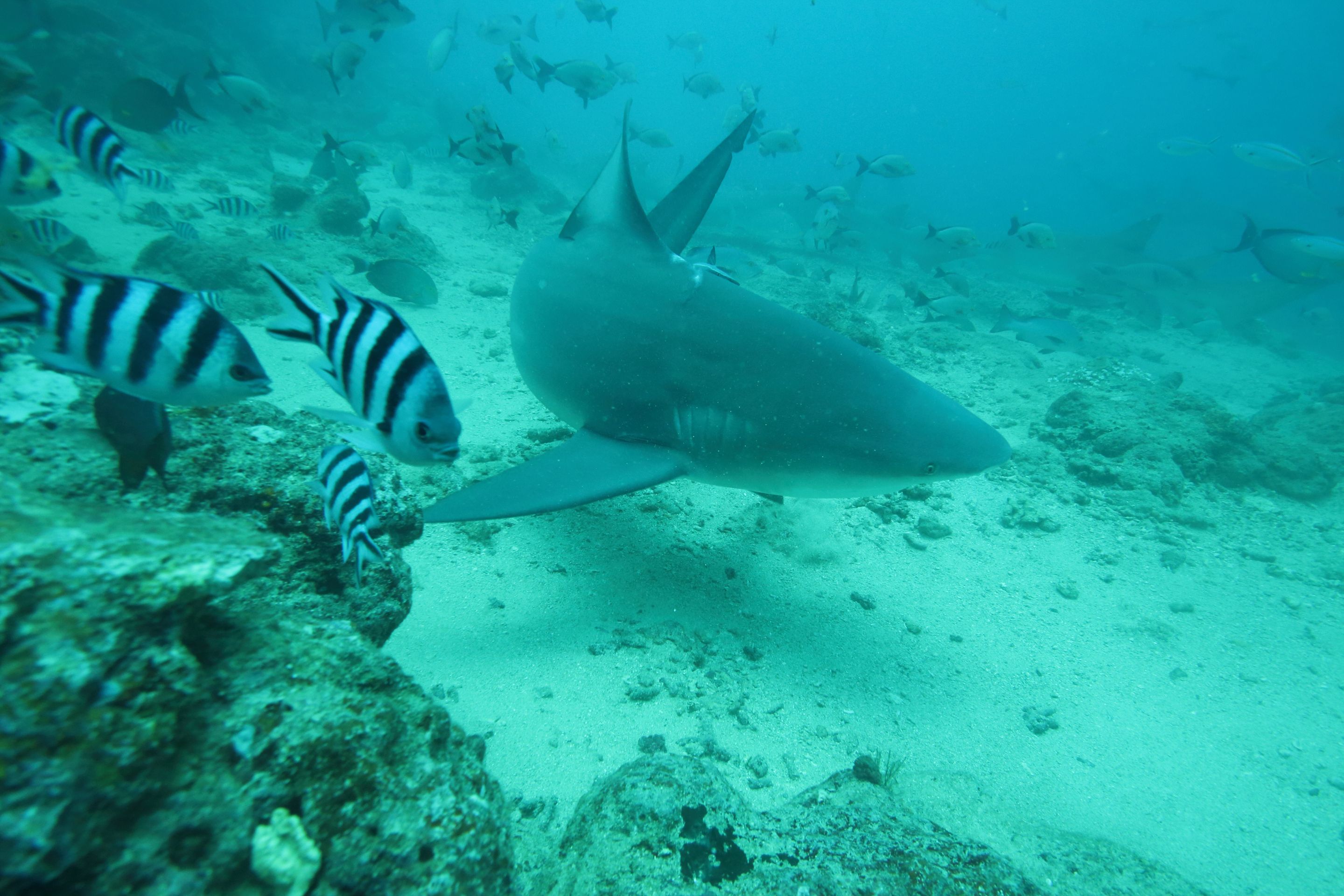 BeqaSharkDive73.JPG