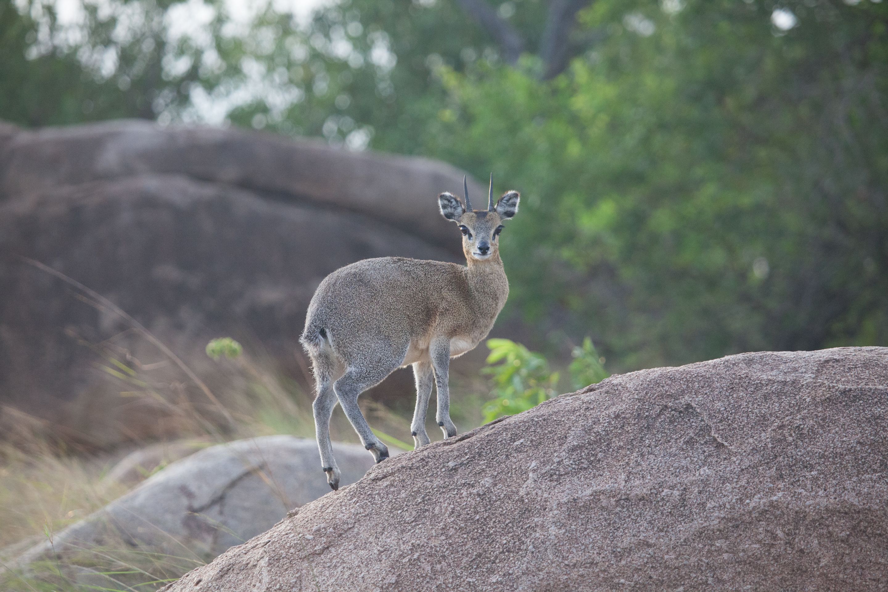 Day 5 Serengeti (62 of 65).jpg