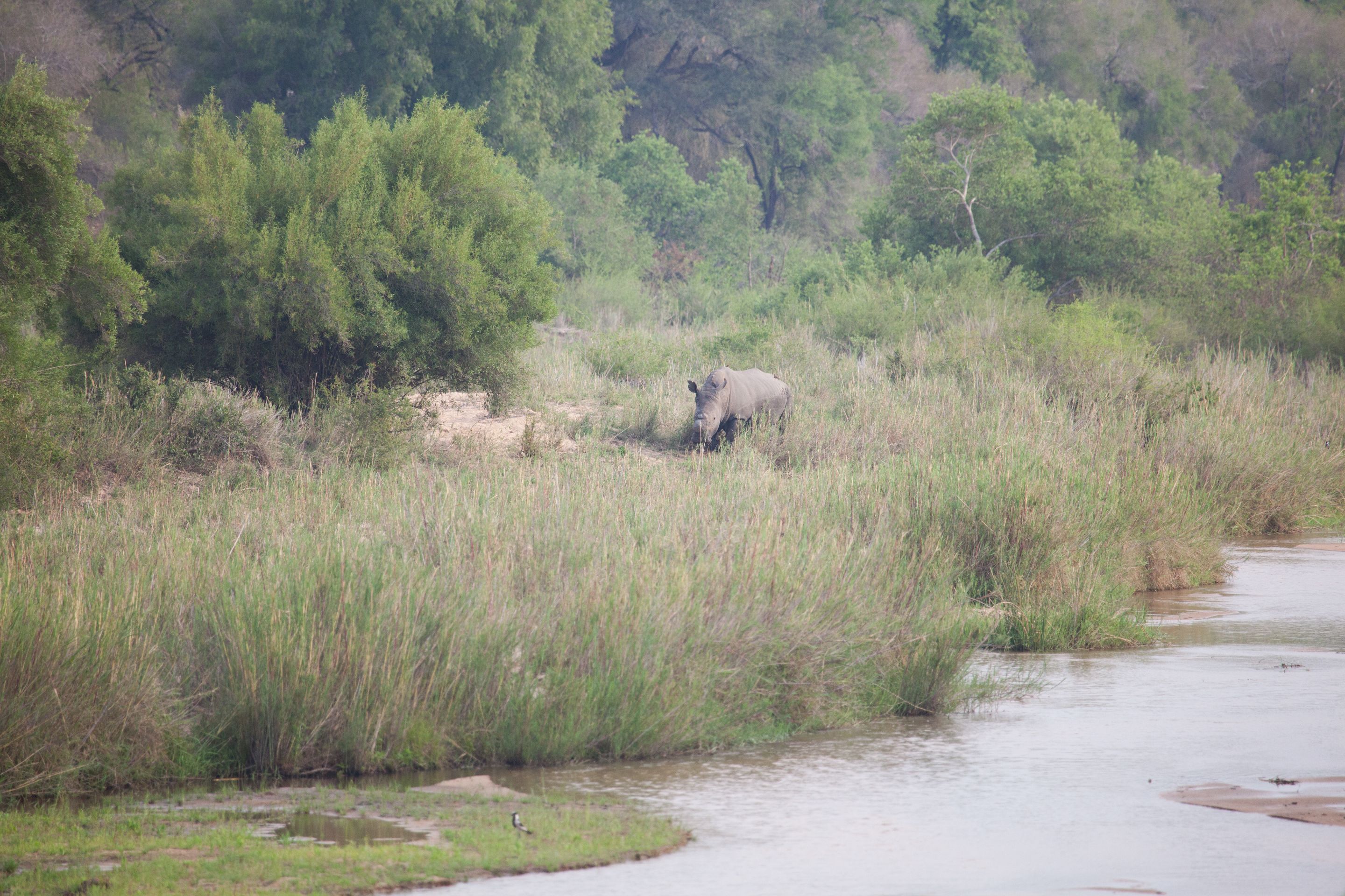 Day 16 SabiSands (2 of 28).jpg