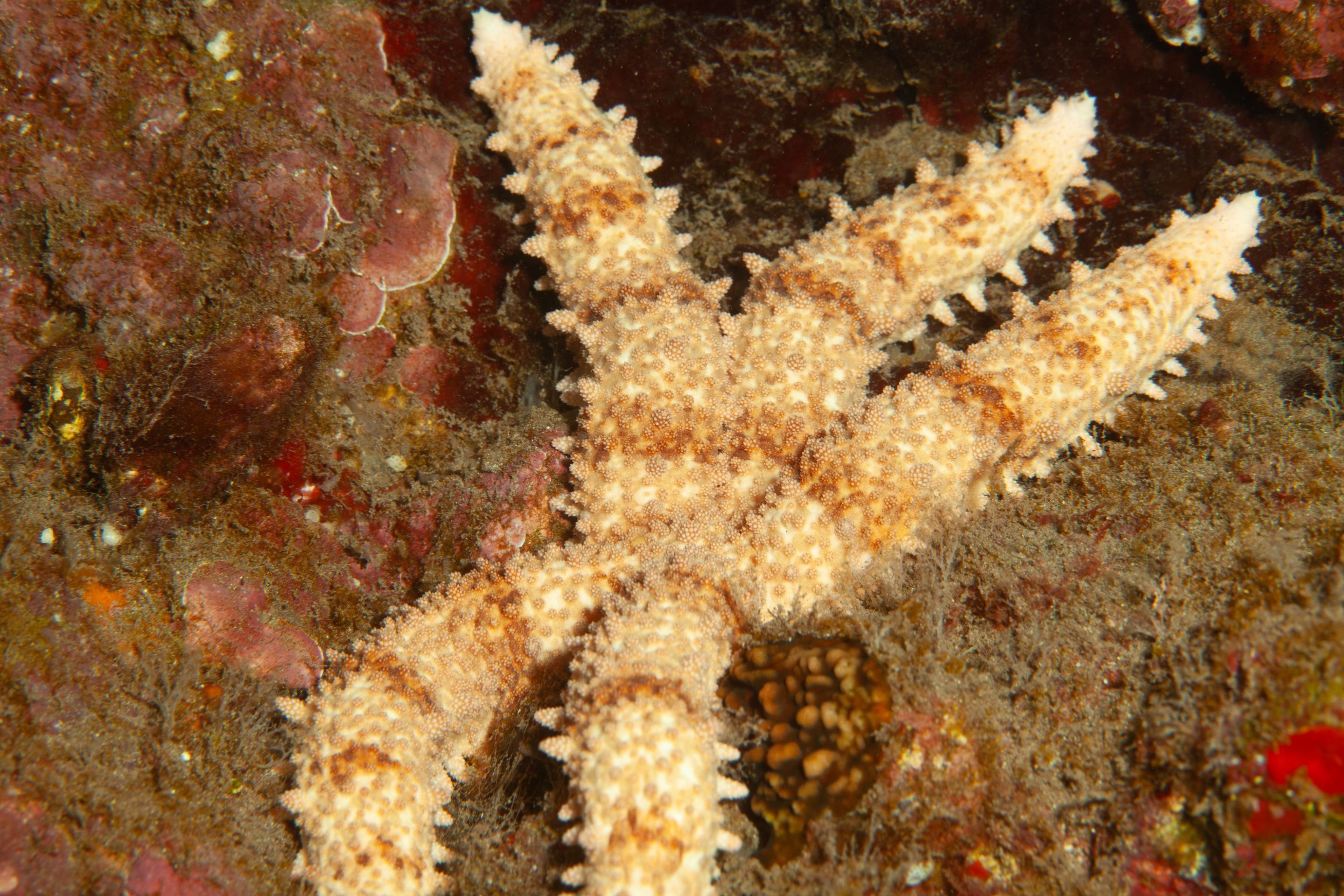 TurtleTown Solo Dive (2 of 36).jpg