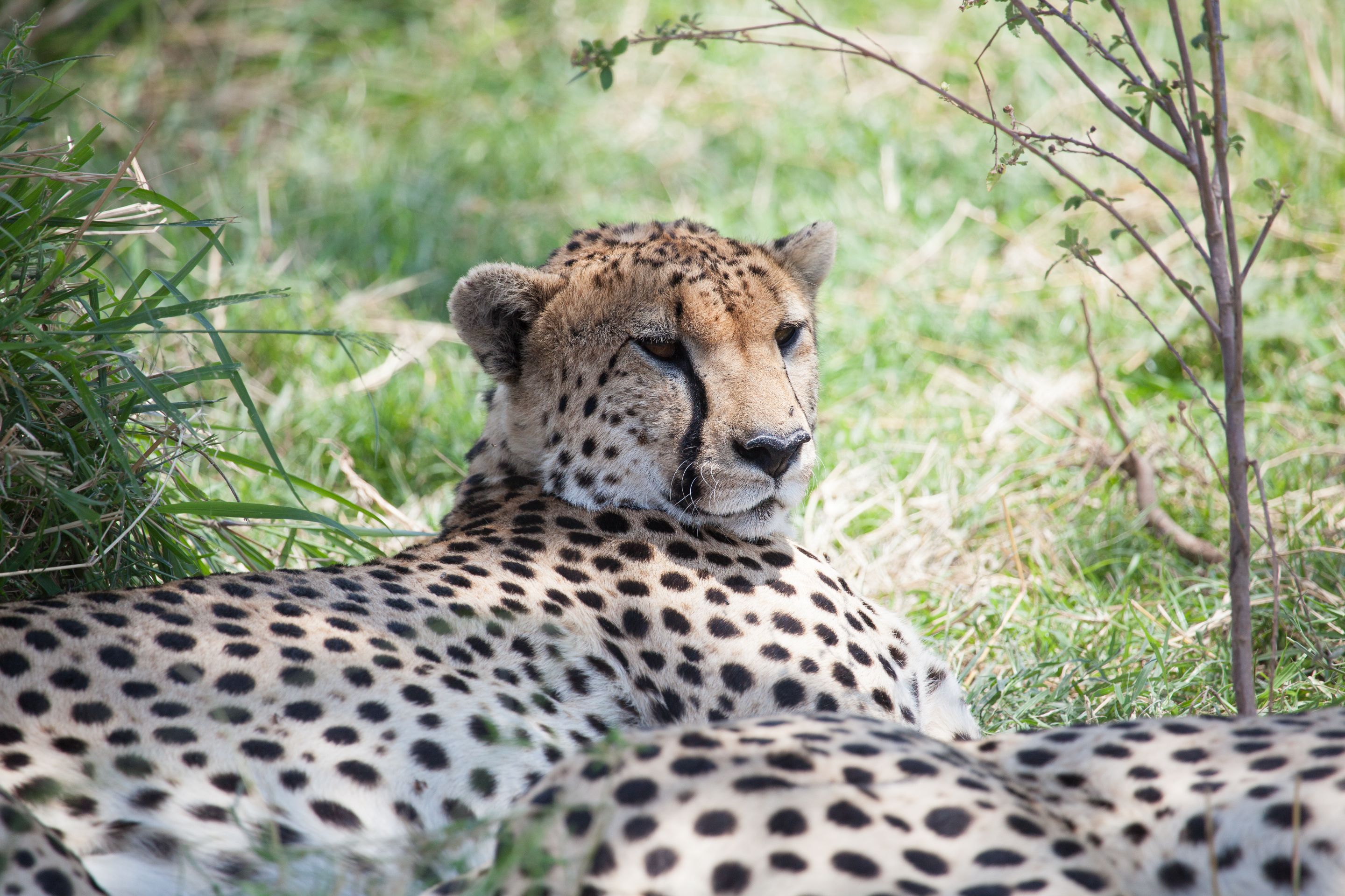 Day 2 Mara (107 of 117).jpg