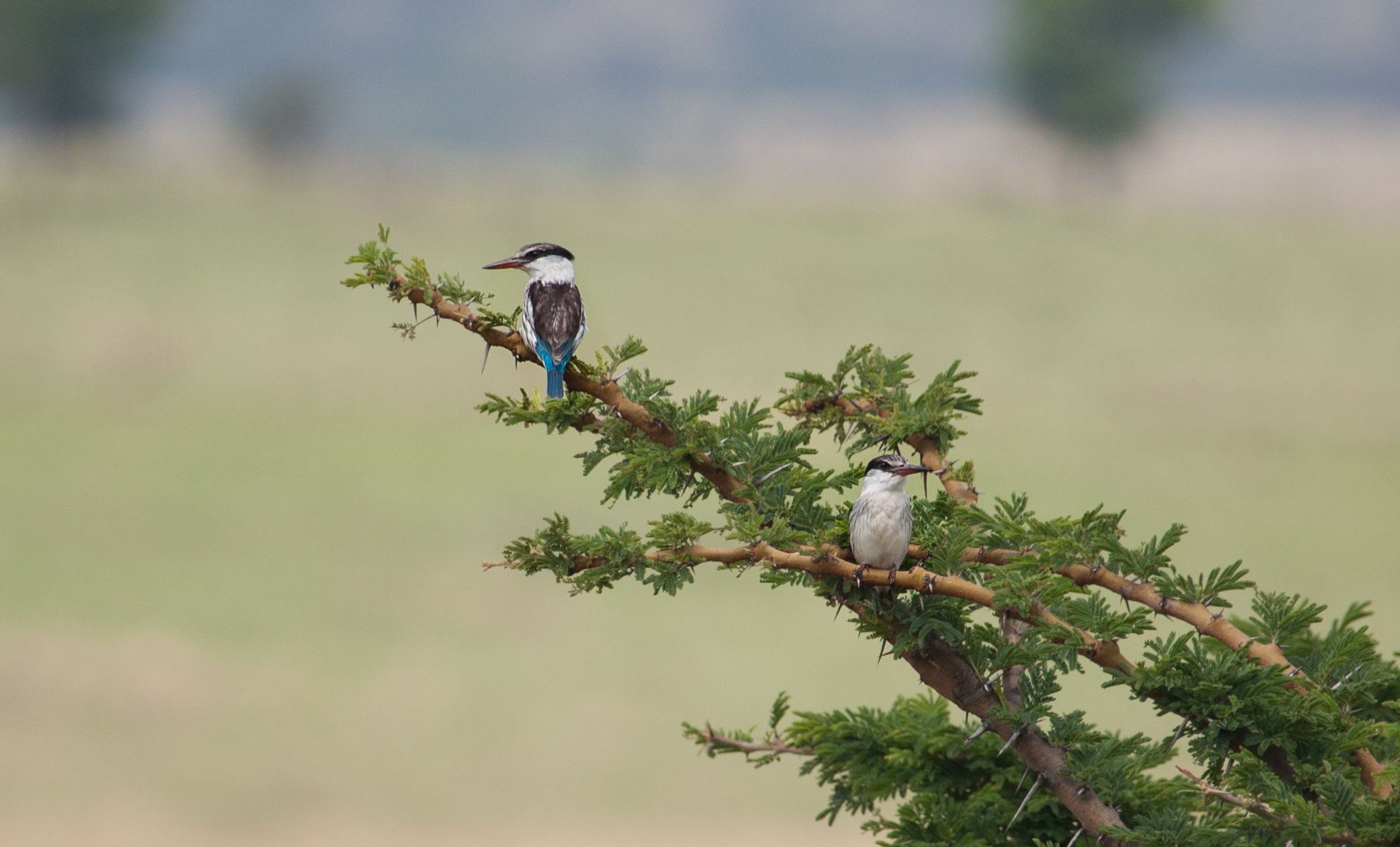 Day 6 Serengeti (46 of 62).jpg