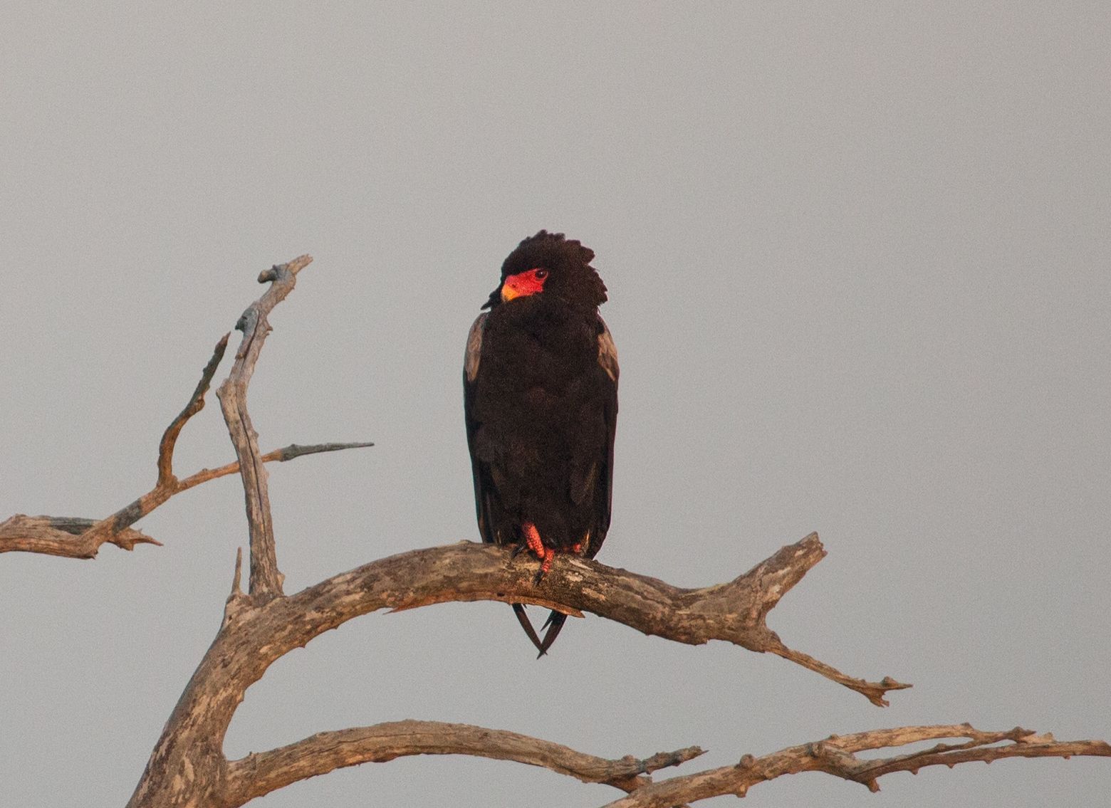 Day 16 SabiSands (20 of 28).jpg