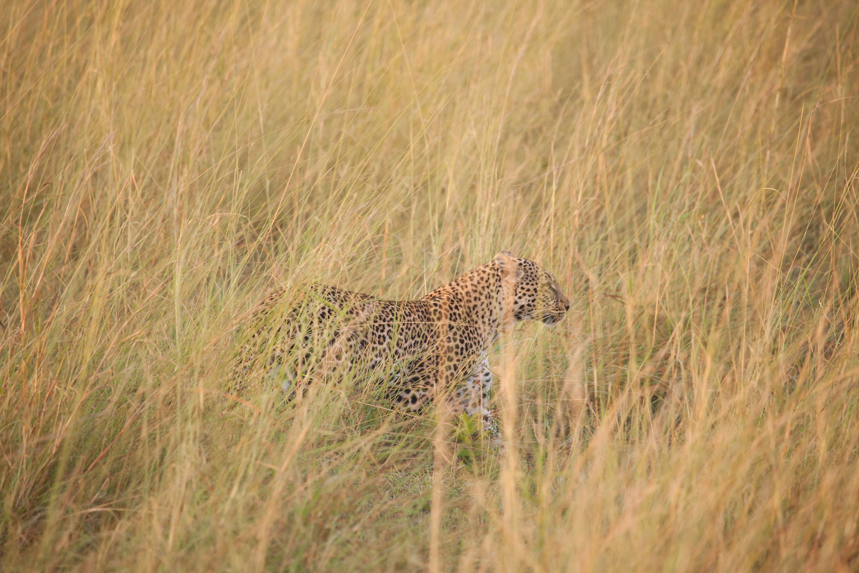 Day 6 Serengeti (11 of 62).jpg