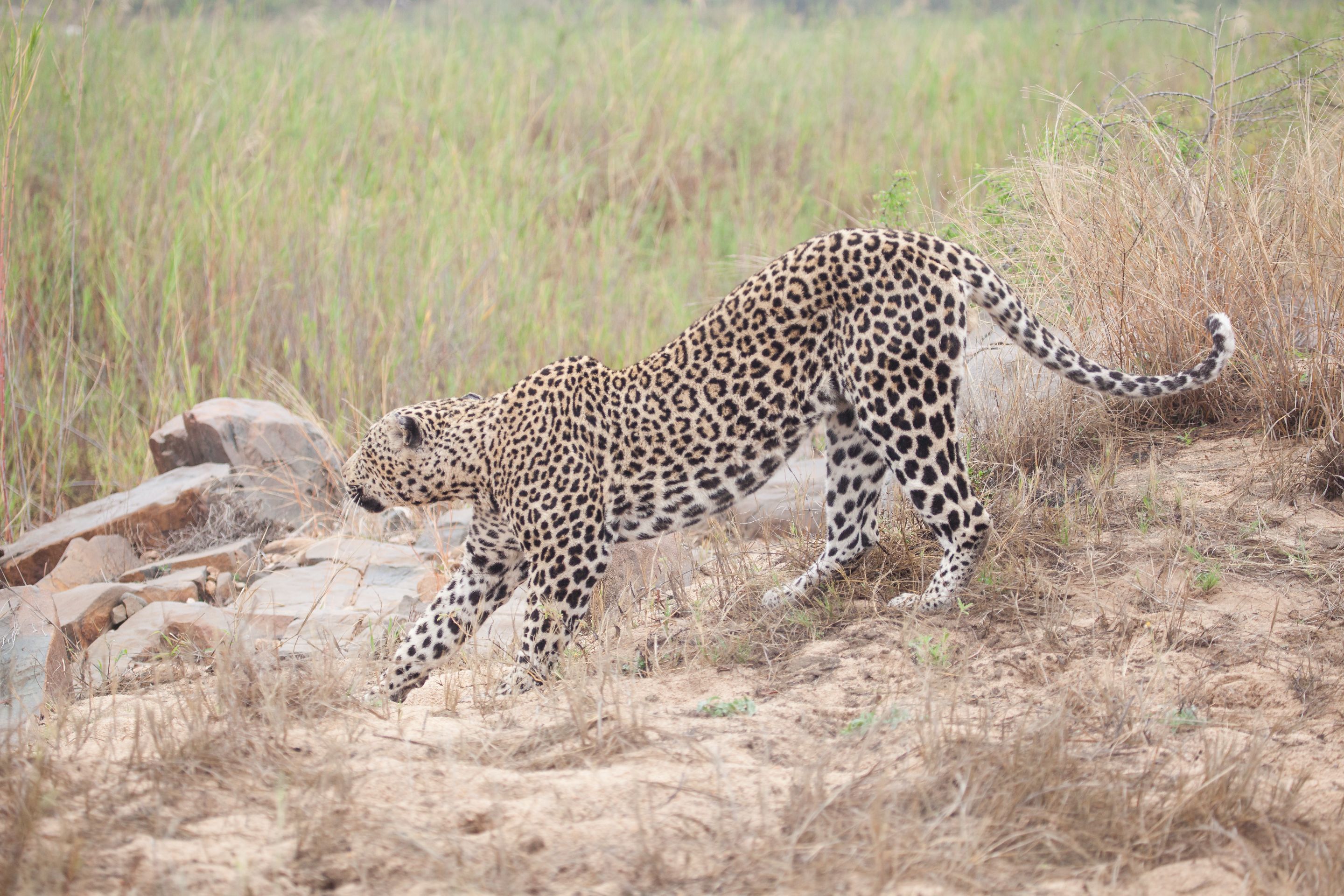 Day 13 SabiSands (49 of 76).jpg