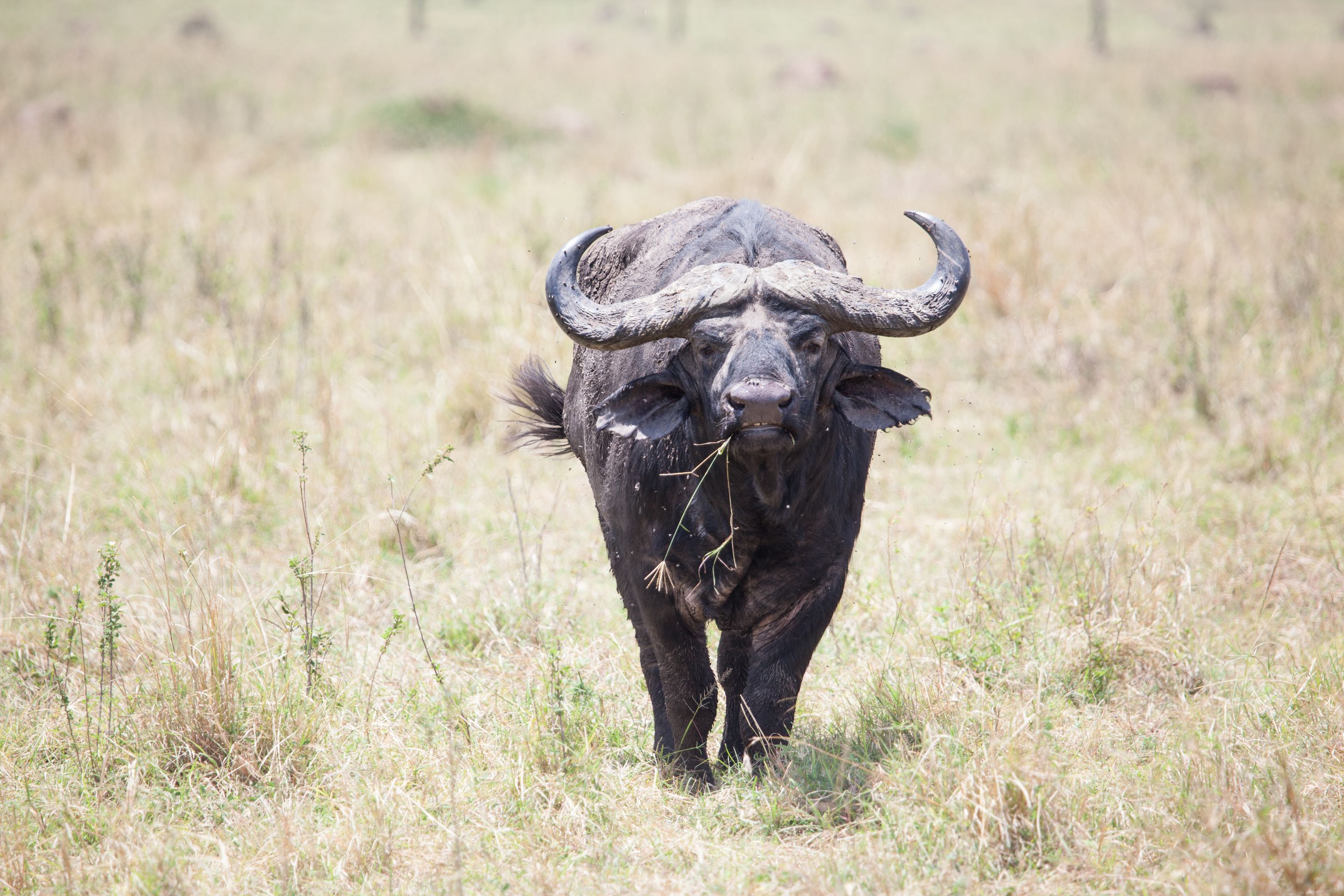 Day 2 Mara (105 of 117).jpg