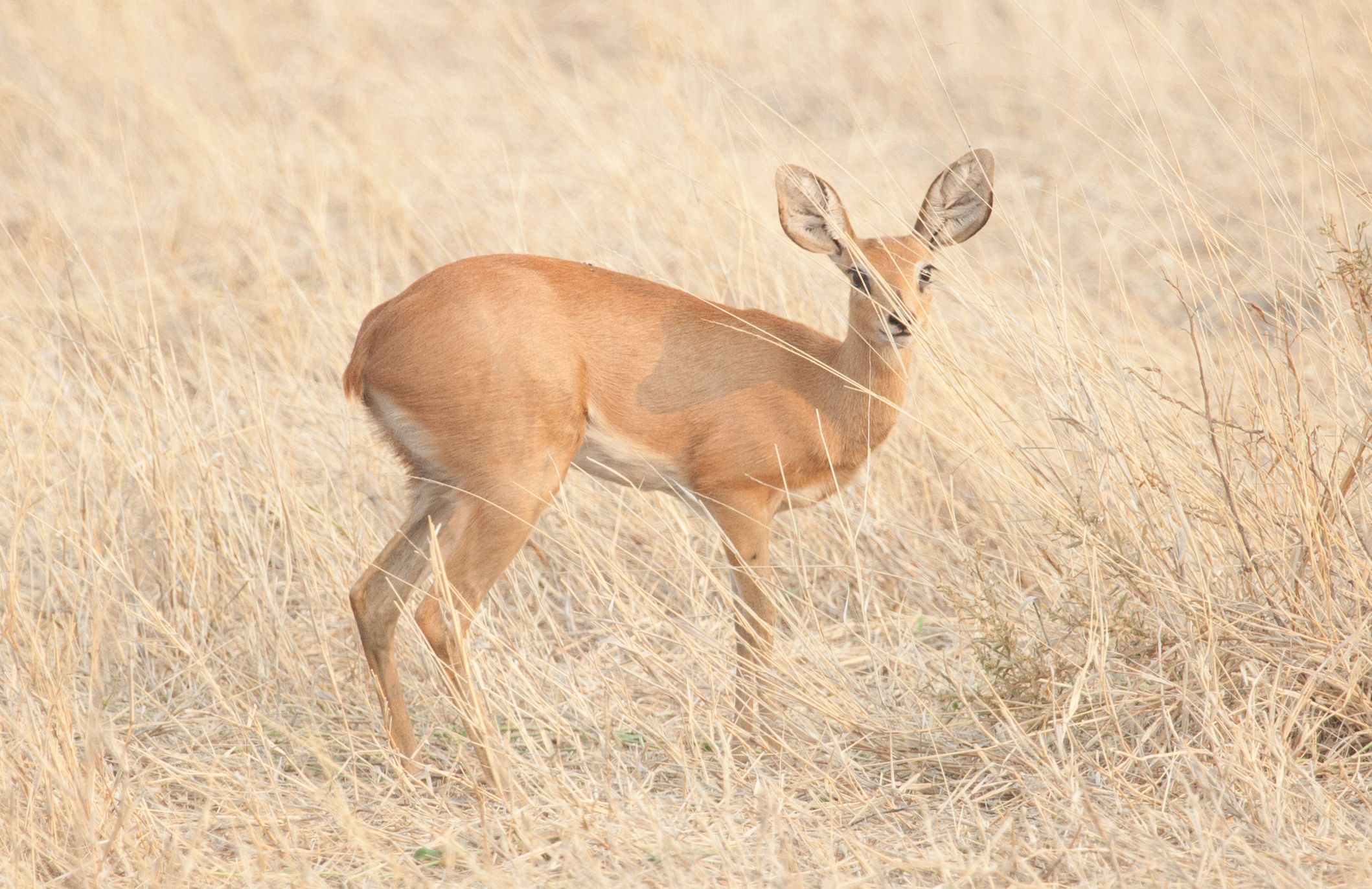 Day 18 Okavango Sandibe (56 of 69).jpg