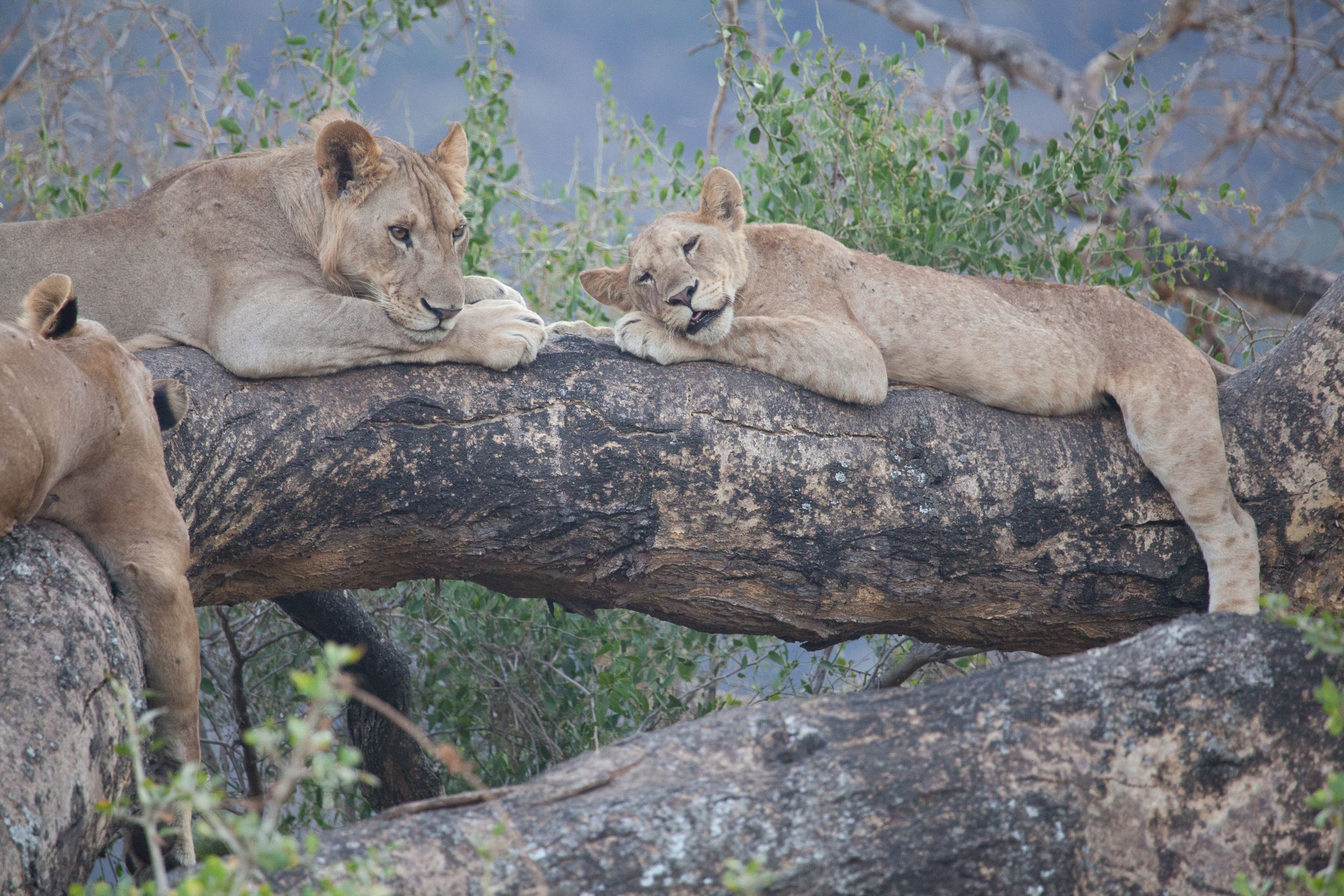Day 7 Lake Manyara (97 of 103).jpg