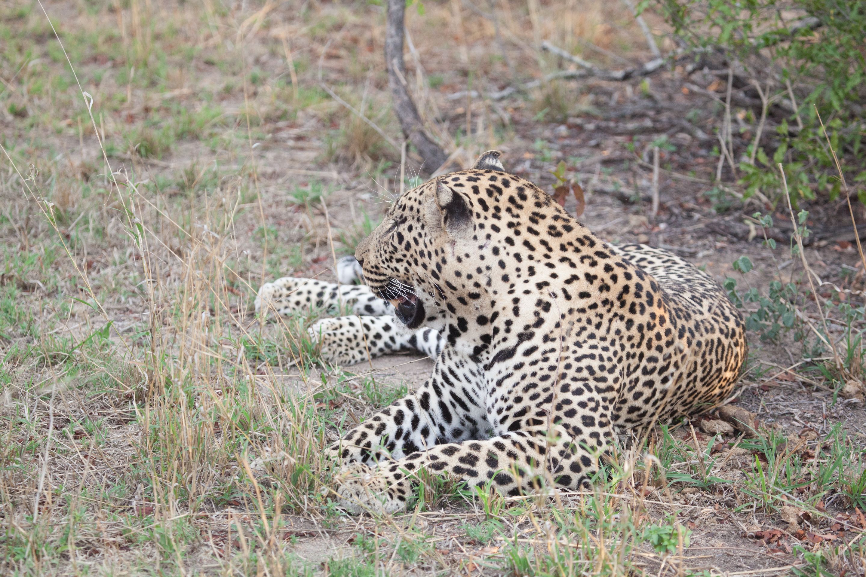 Day 16 SabiSands (5 of 28).jpg