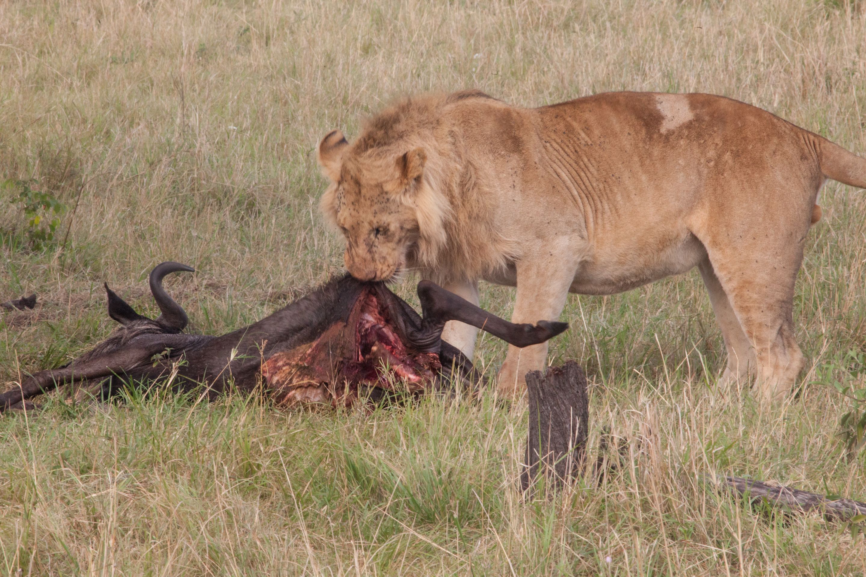 Day 6 Serengeti (21 of 62).jpg