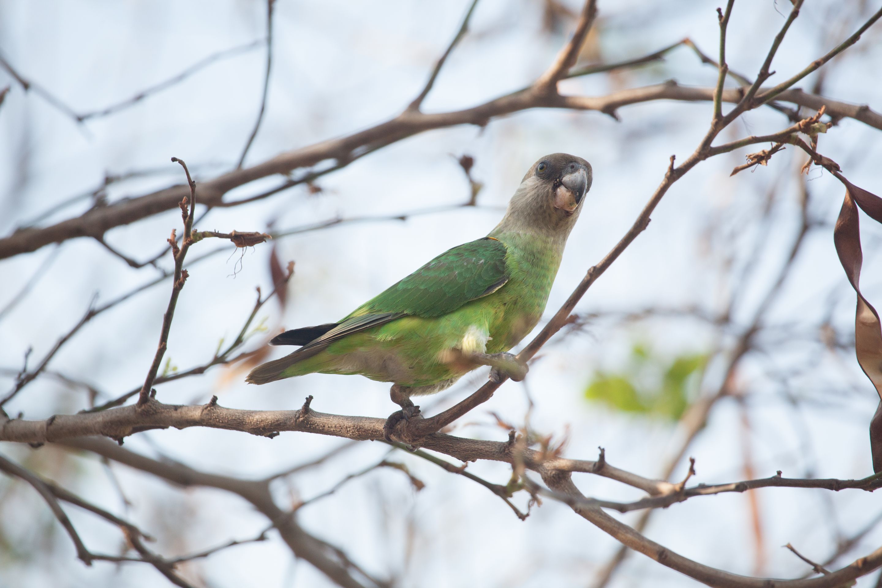 Day 16 SabiSands (1 of 28).jpg