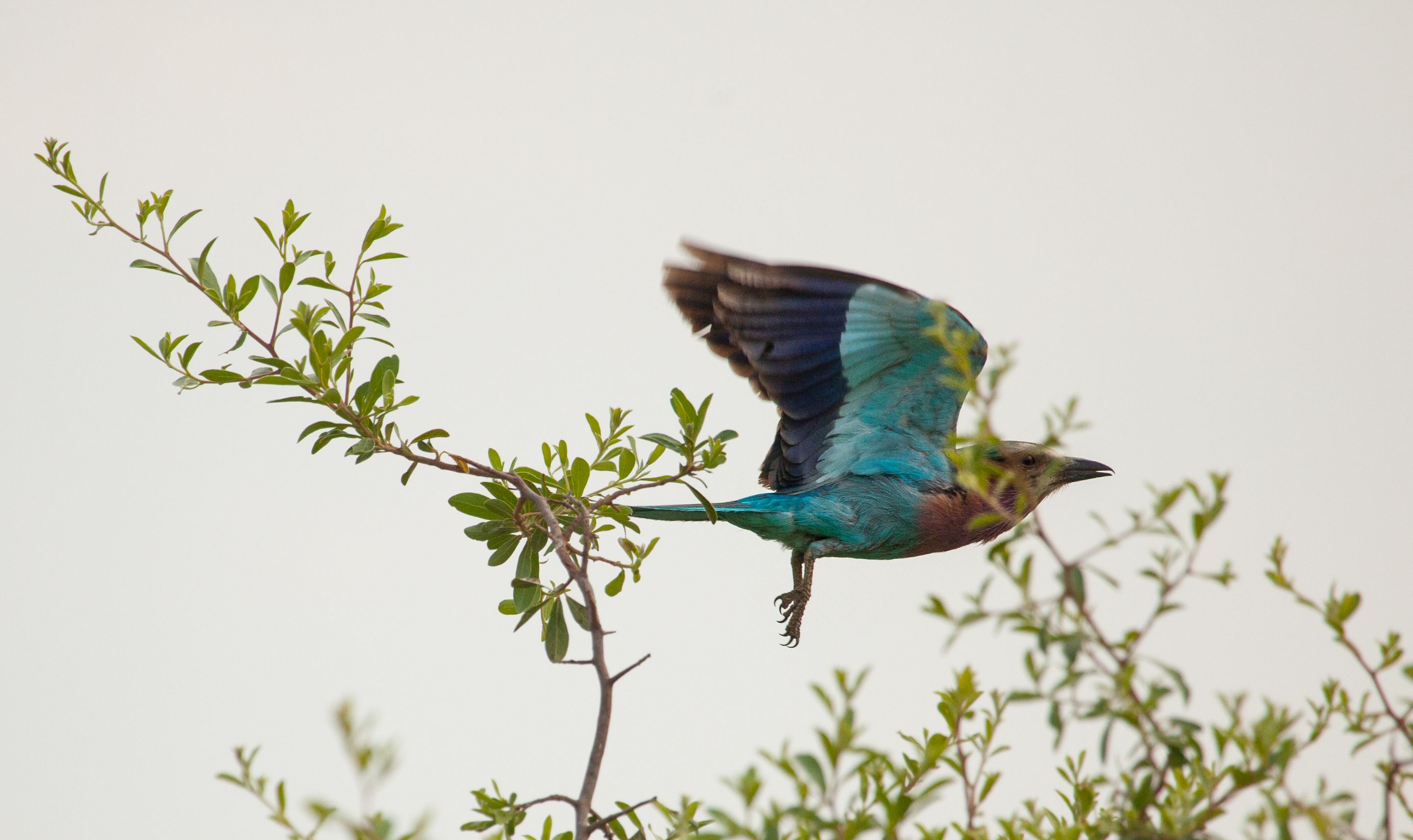 Day 17 Okavango Sandibe (74 of 85).jpg