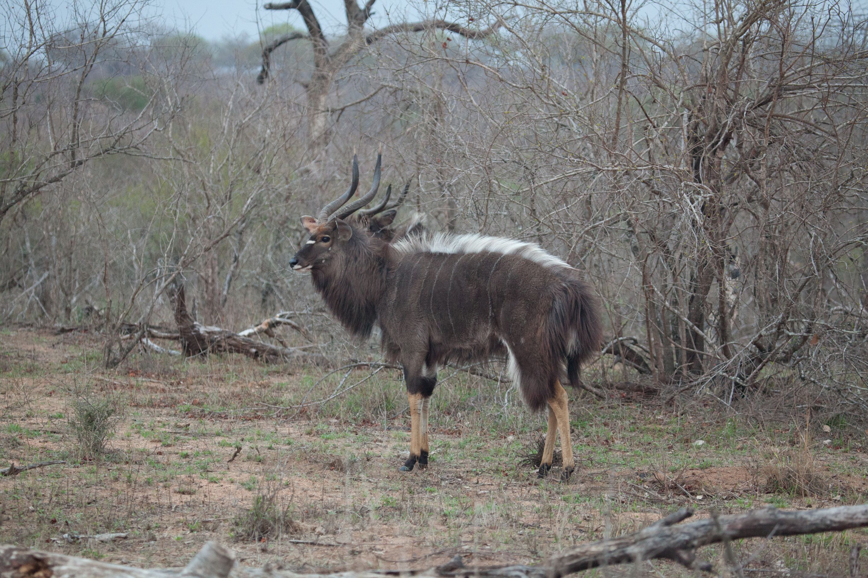 Day 14 SabiSands (26 of 67).jpg