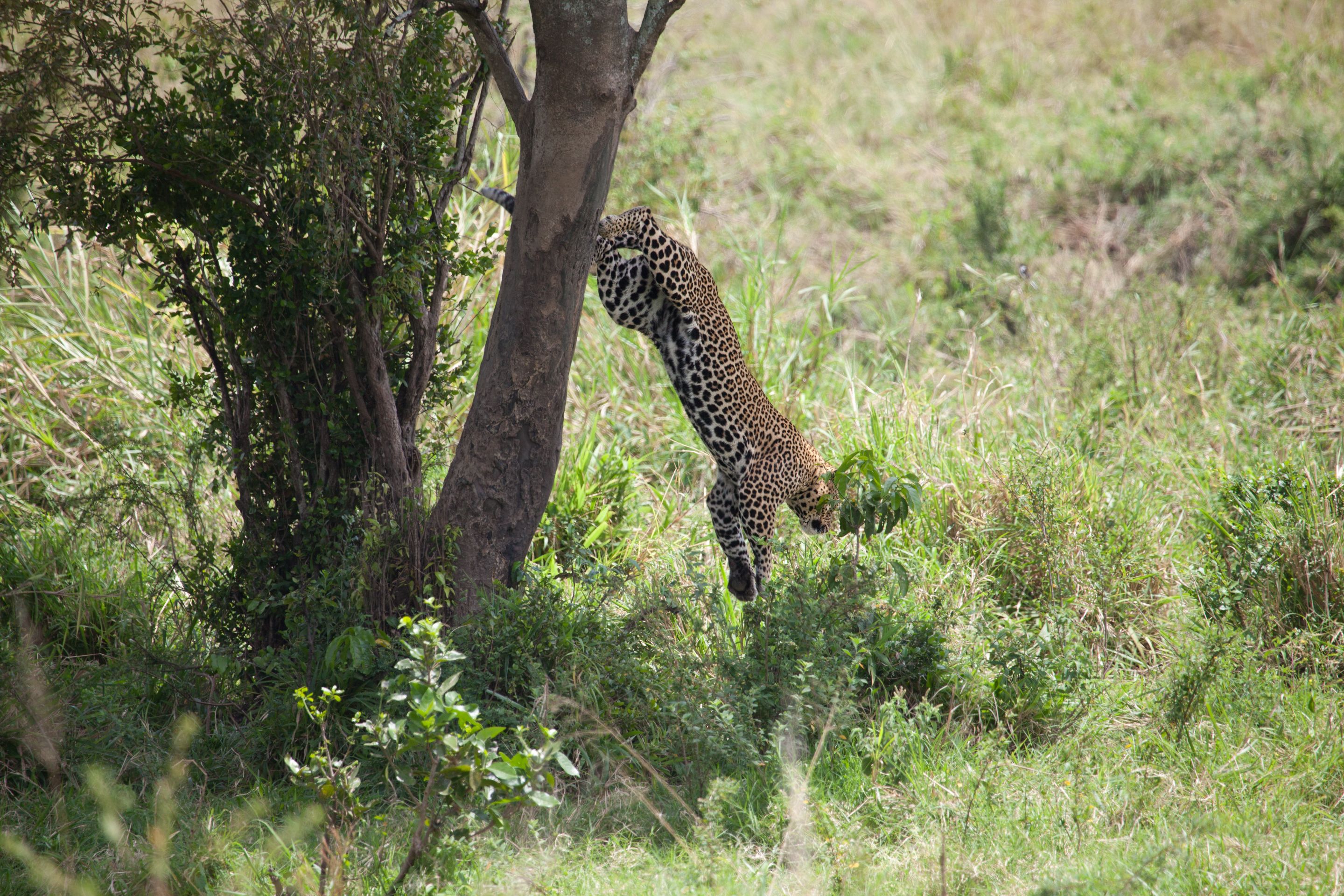 Day 2 Mara (72 of 117).jpg