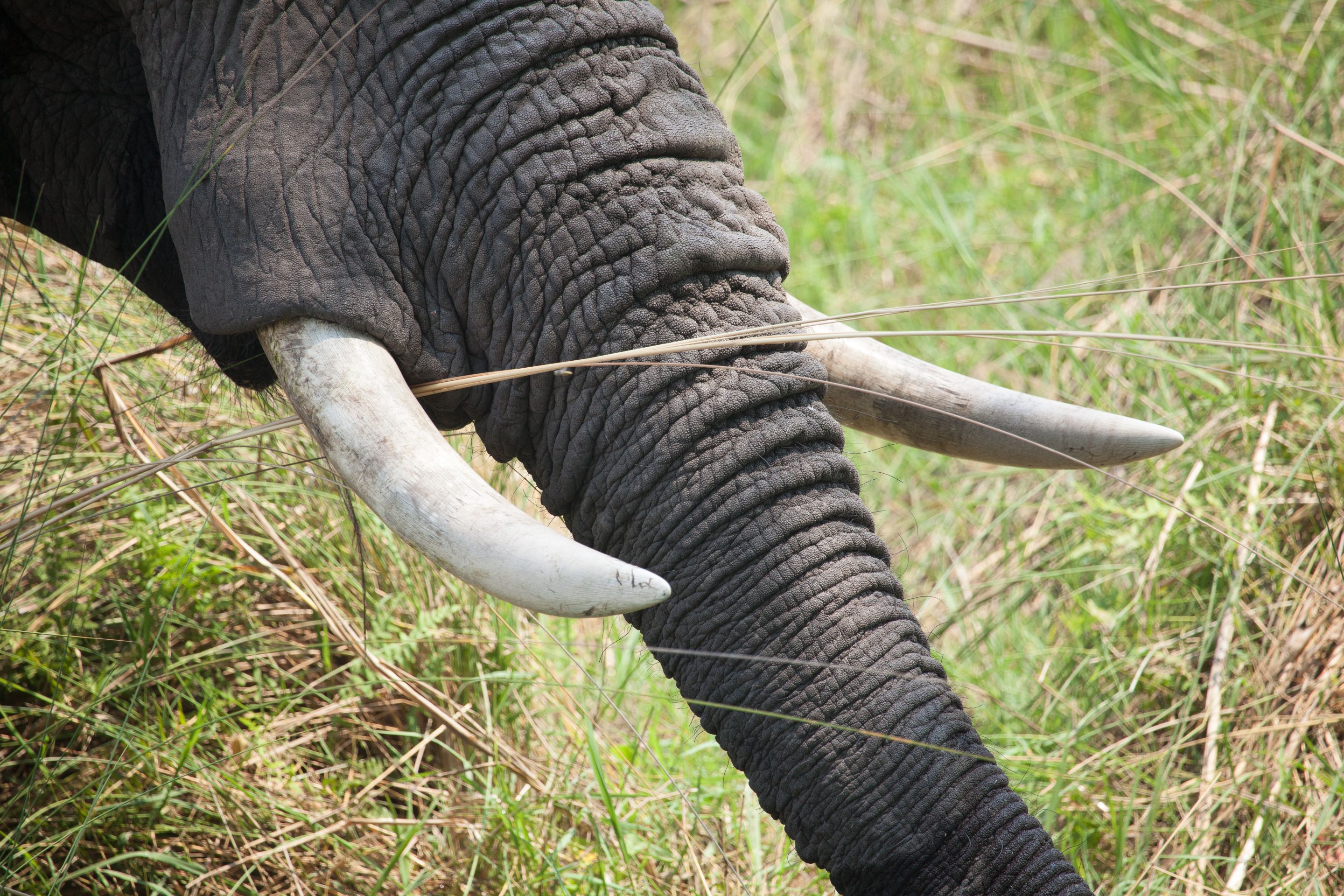 Day 19 Okavango Sandibe (27 of 27).jpg