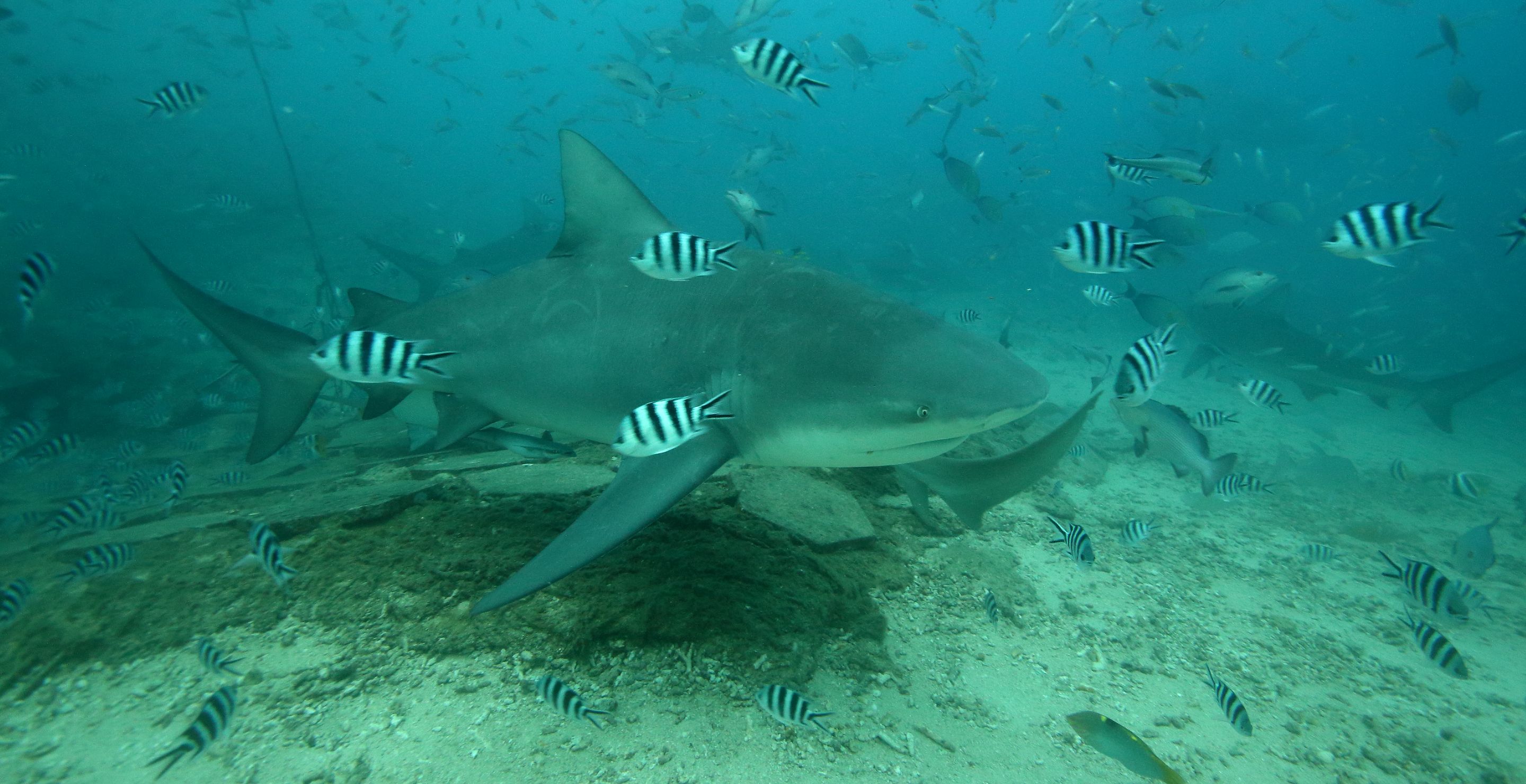 BeqaSharkDive22.JPG