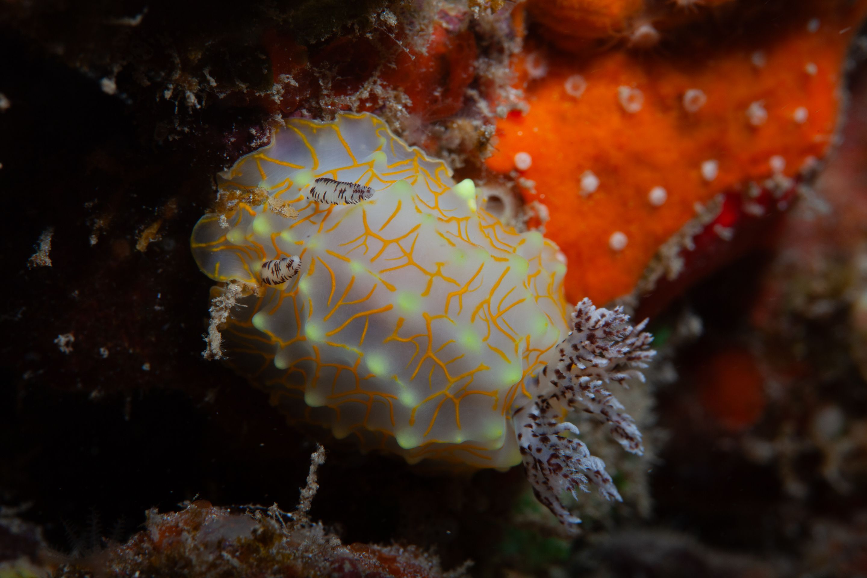 TurtleTown Solo Dive (5 of 36).jpg