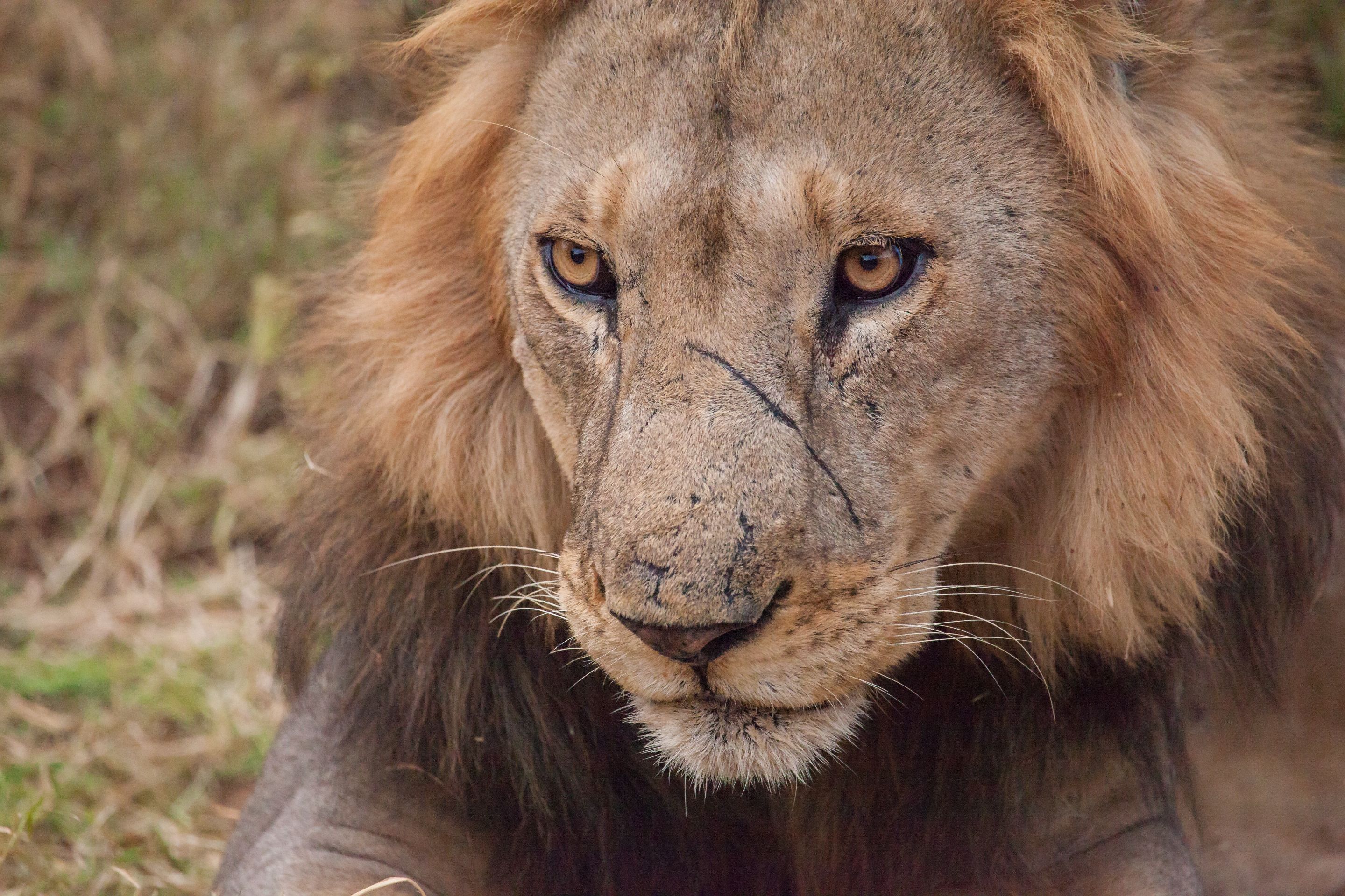 Day 10 Gorillas (9 of 61).jpg