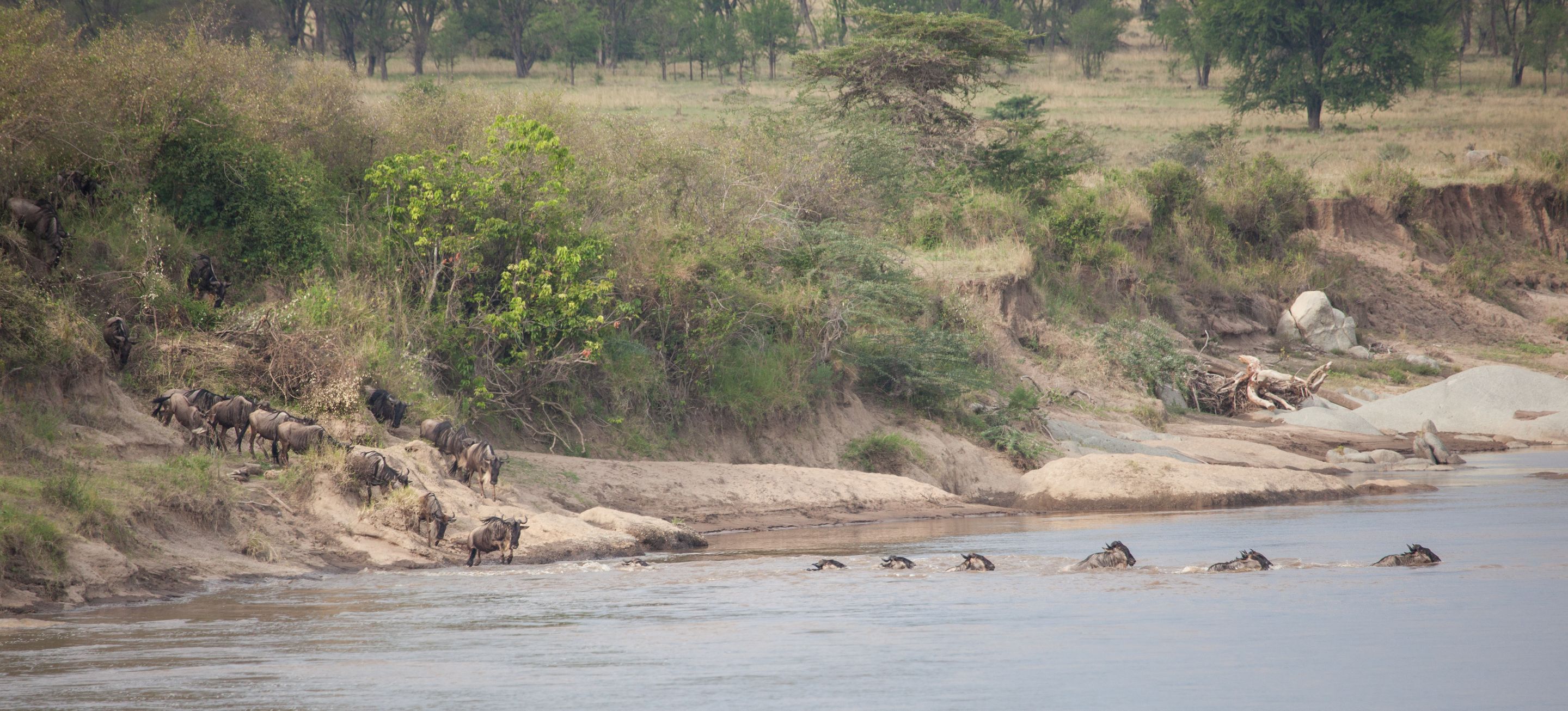 Day 5 Serengeti (18 of 65).jpg