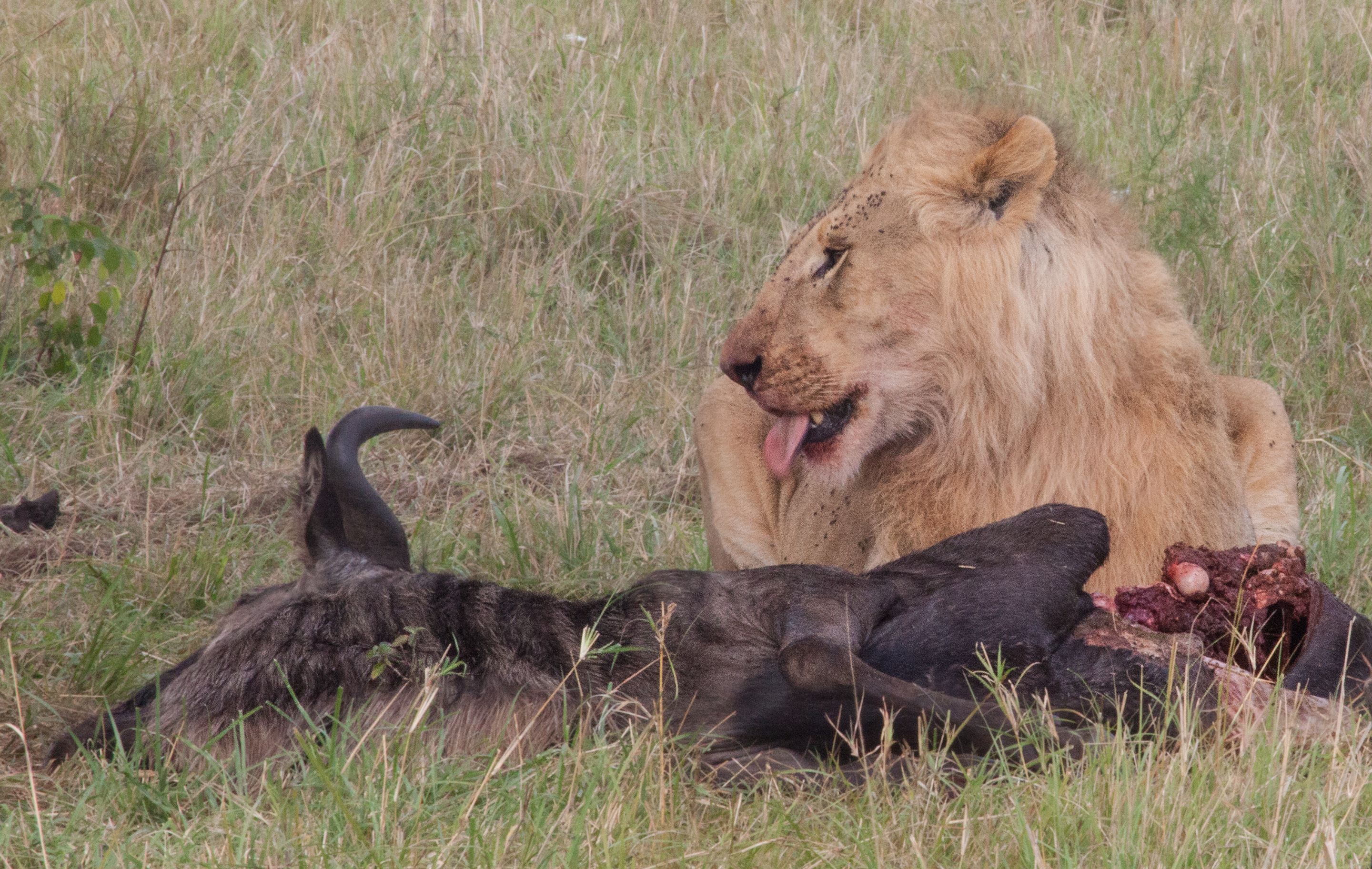 Day 6 Serengeti (25 of 62).jpg