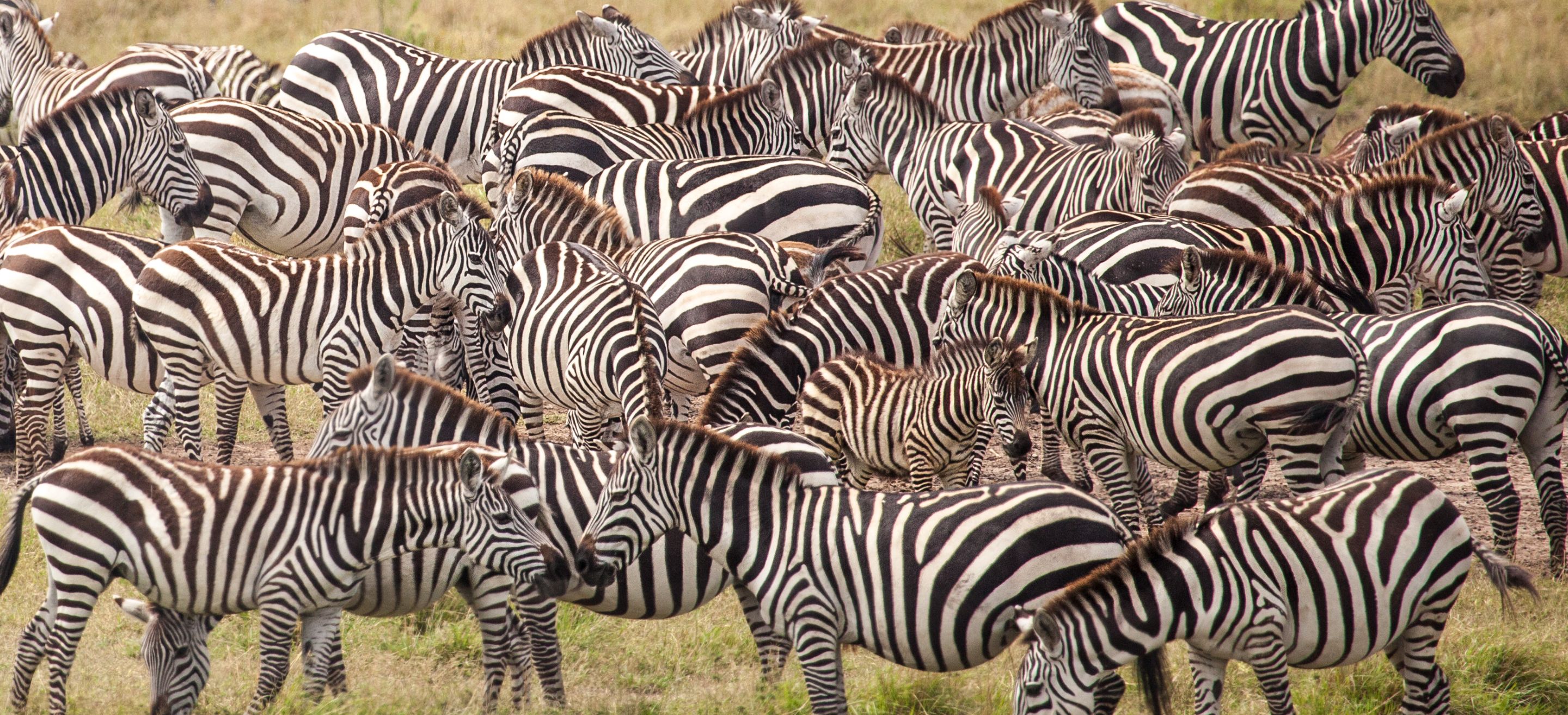 Day 6 Serengeti (50 of 62).jpg