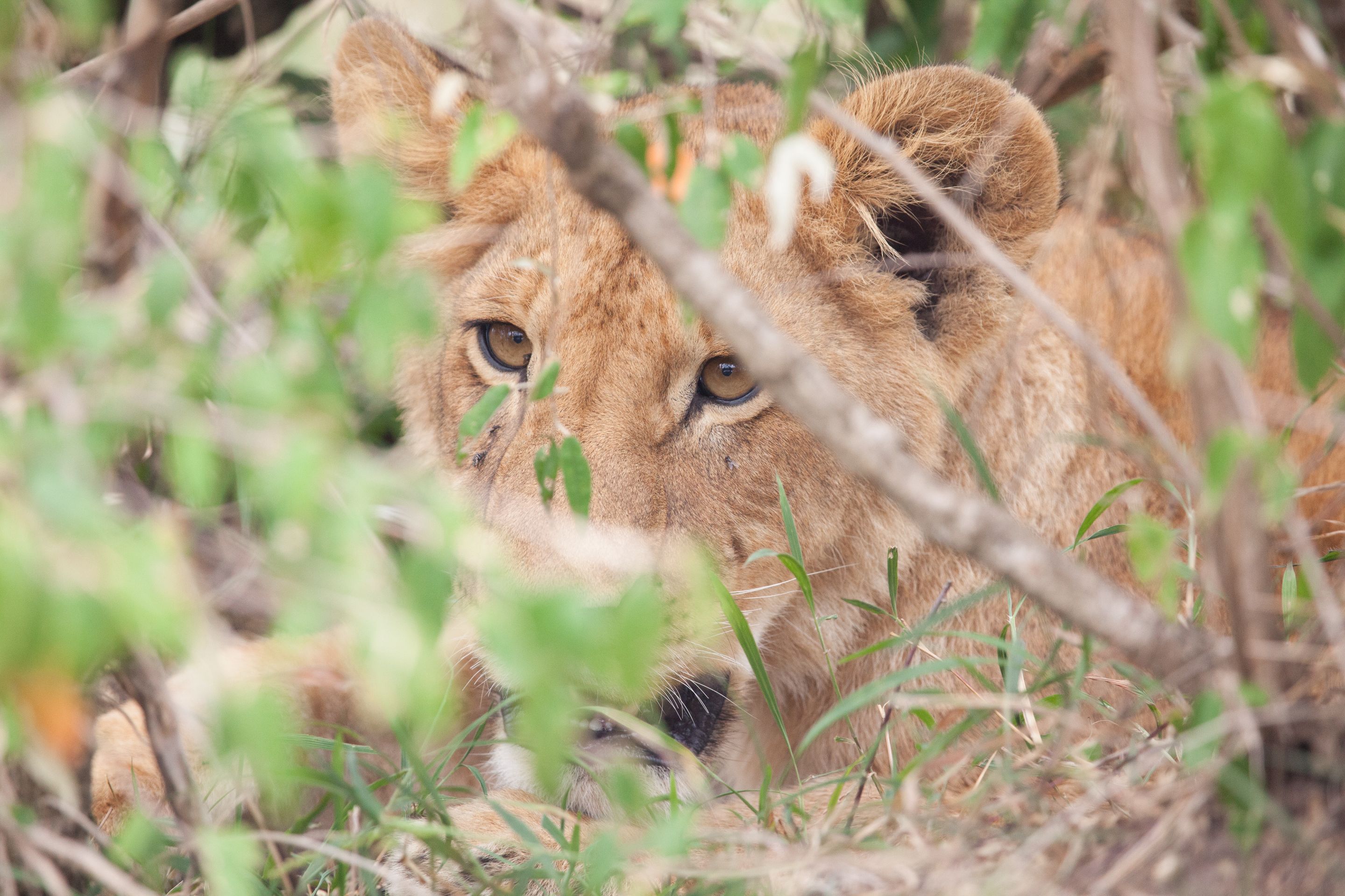 Day 4.5 Mara (13 of 63).jpg