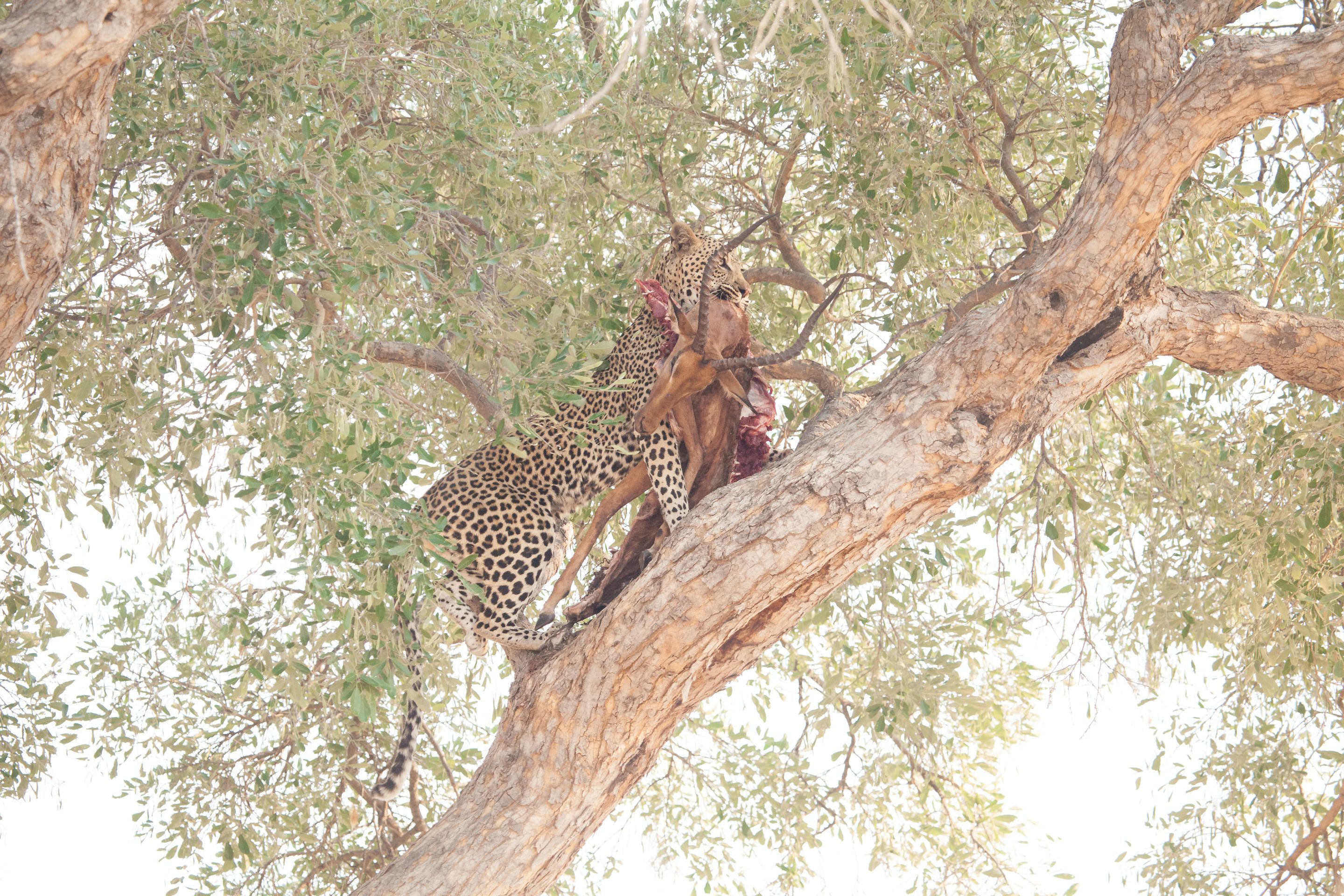 Day 18 Okavango Sandibe (8 of 69).jpg