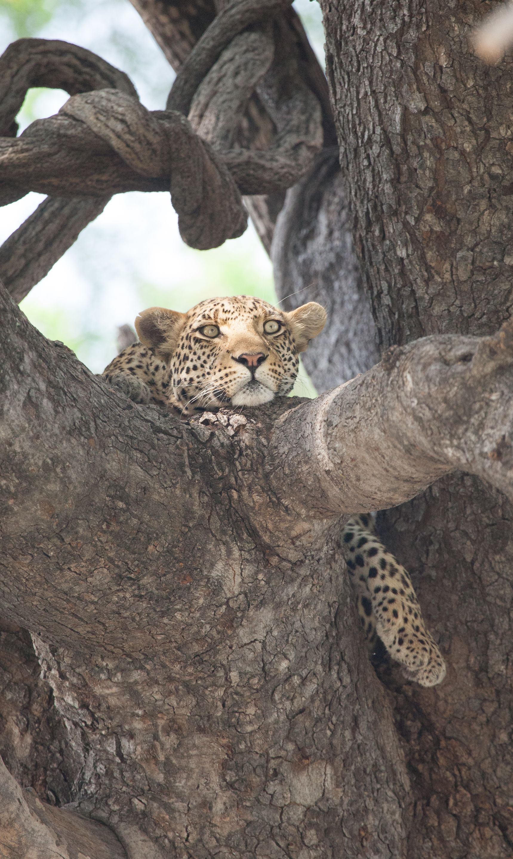 Day 19 Okavango Sandibe (9 of 27).jpg