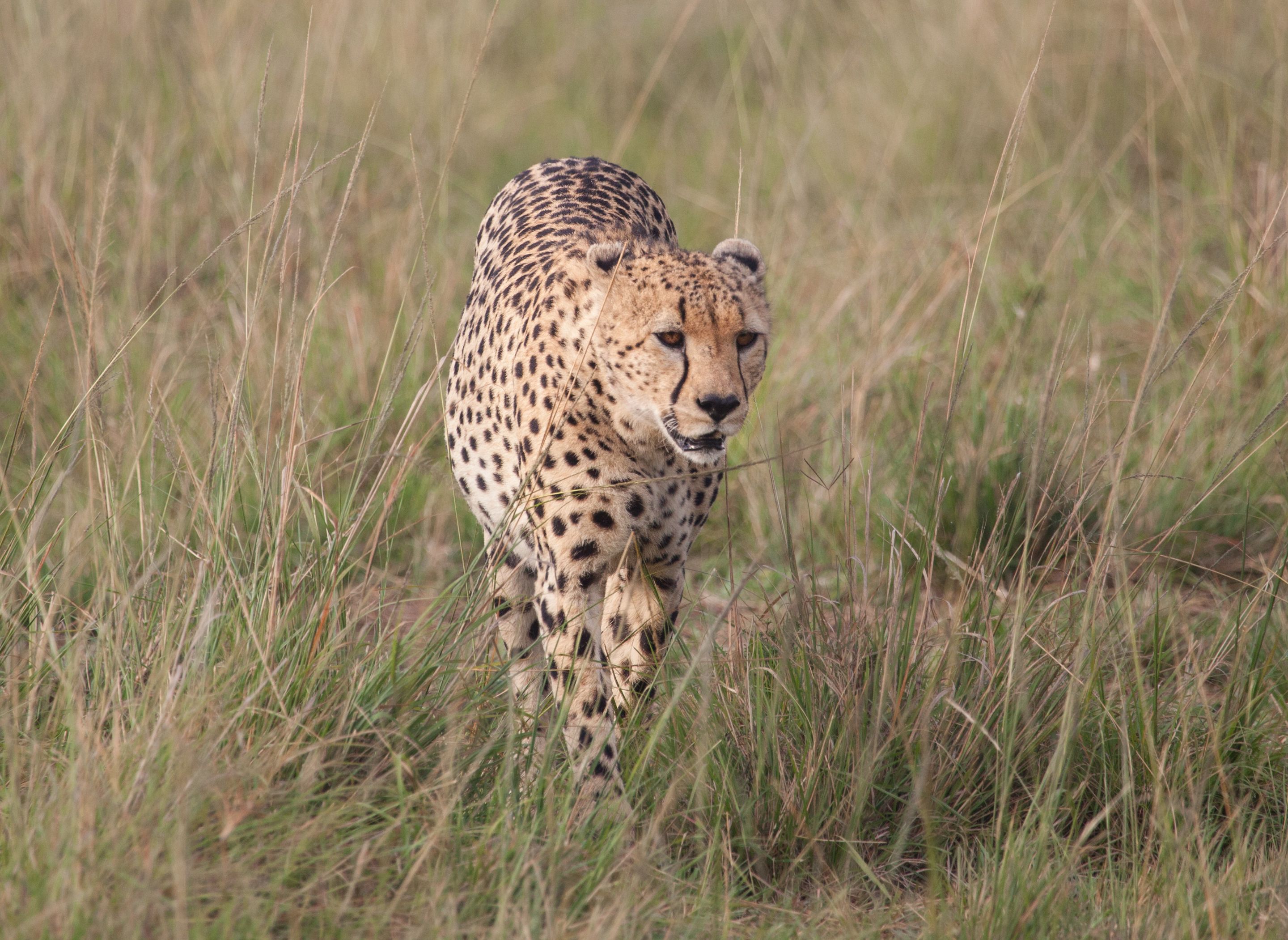 Day 4 Mara (32 of 87).jpg