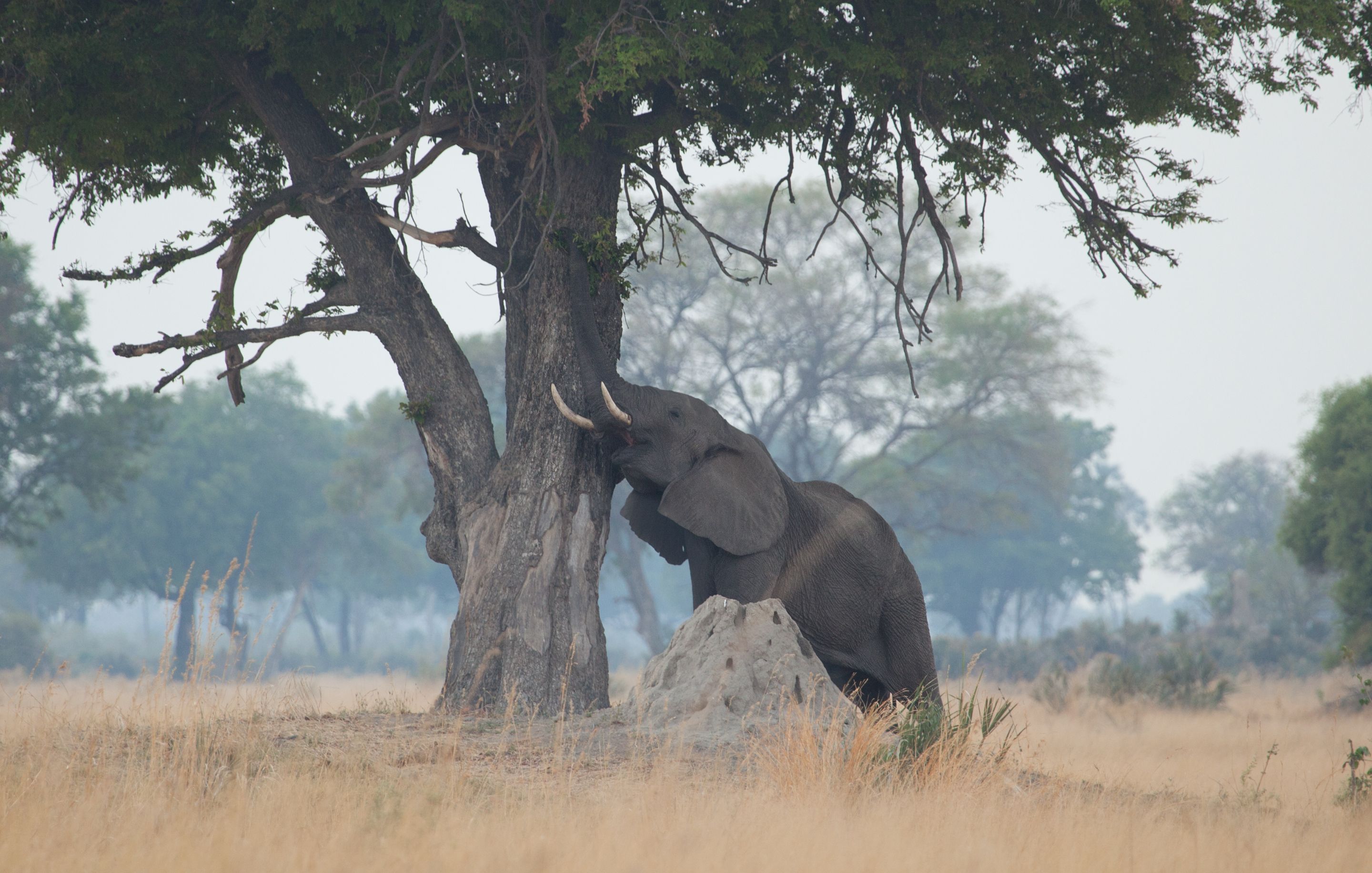 Day 17 Okavango Sandibe (71 of 85).jpg