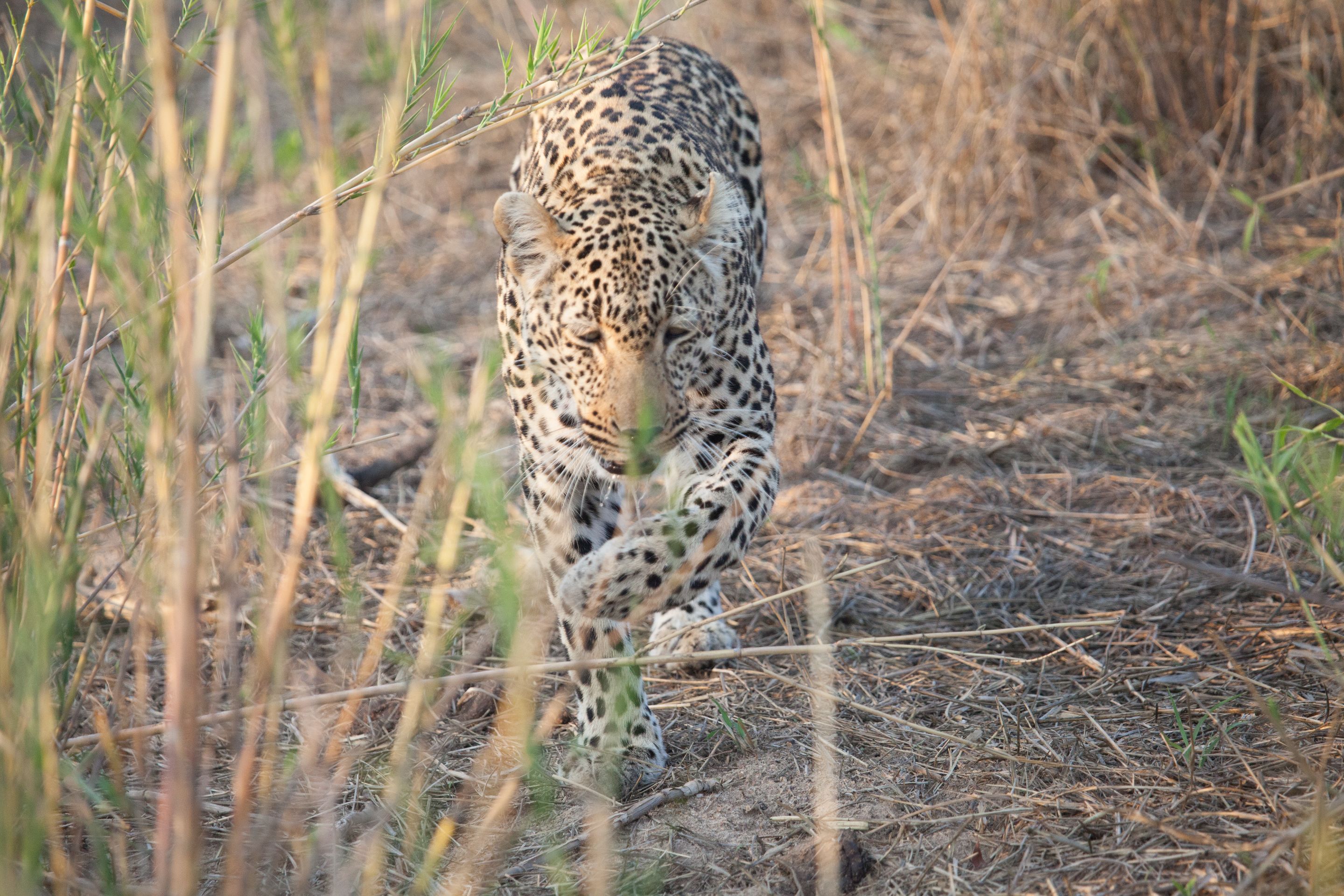 Day 13.5 SabiSands (6 of 29).jpg