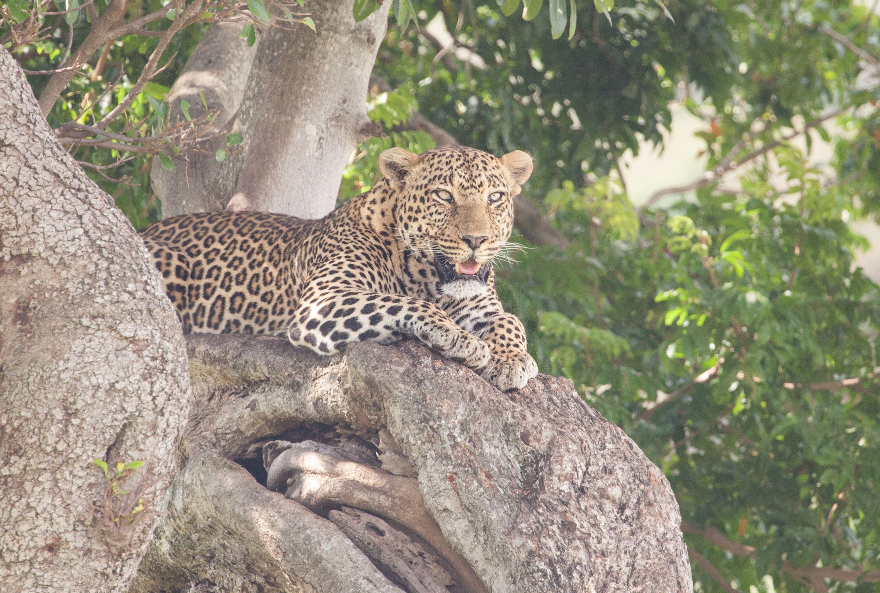 Day 4.5 Mara (26 of 63).jpg