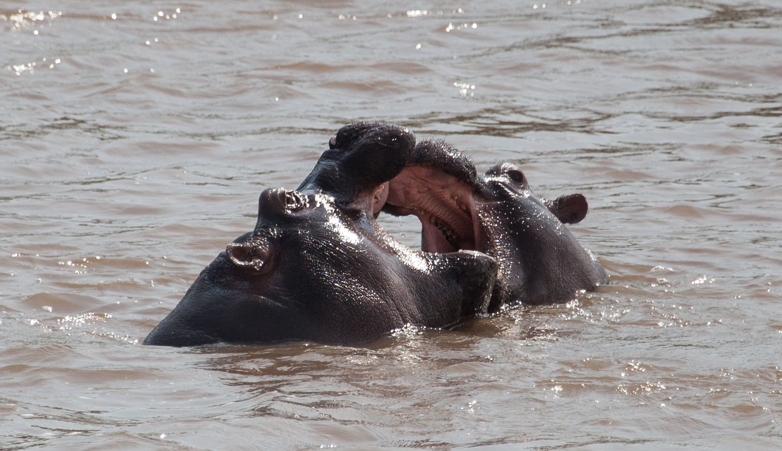Day 7 Lake Manyara (32 of 103).jpg