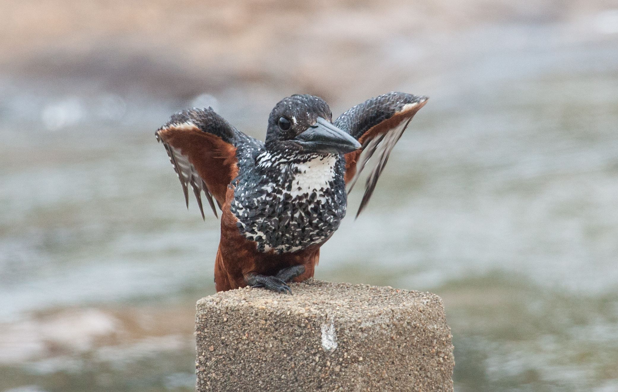 Day 13 SabiSands (54 of 76).jpg