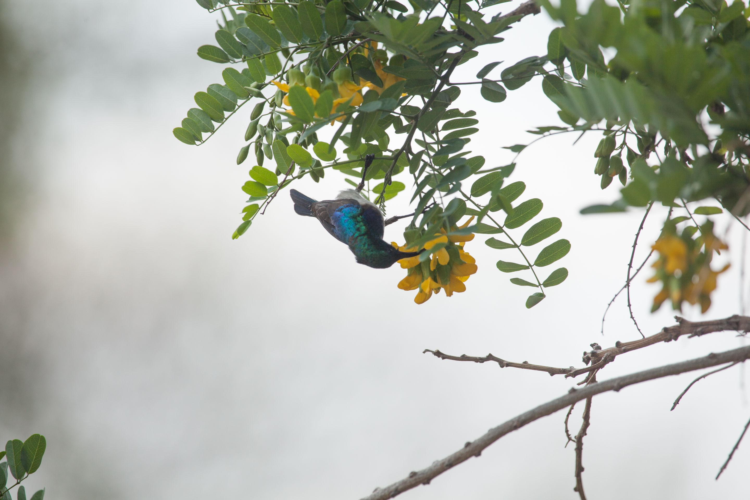 Day 14 SabiSands (67 of 67).jpg