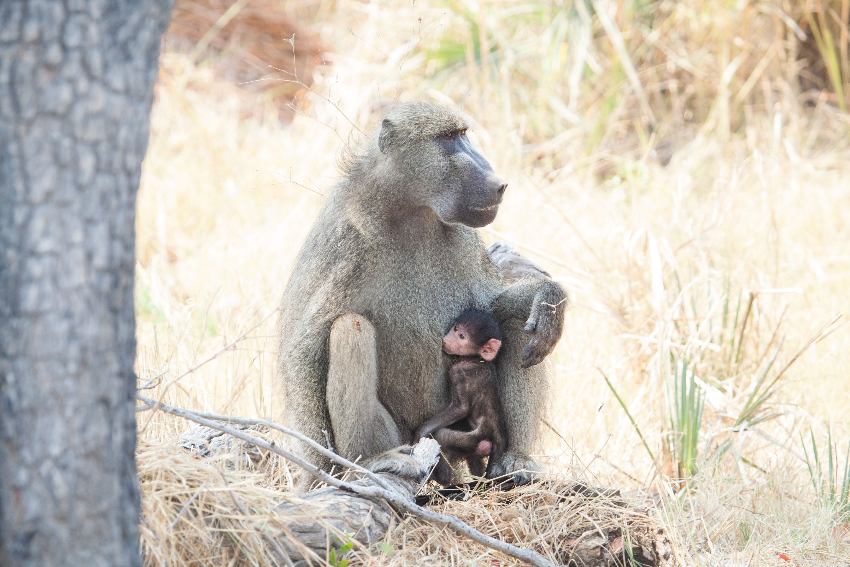 Day 19 Okavango Sandibe (22 of 27).jpg